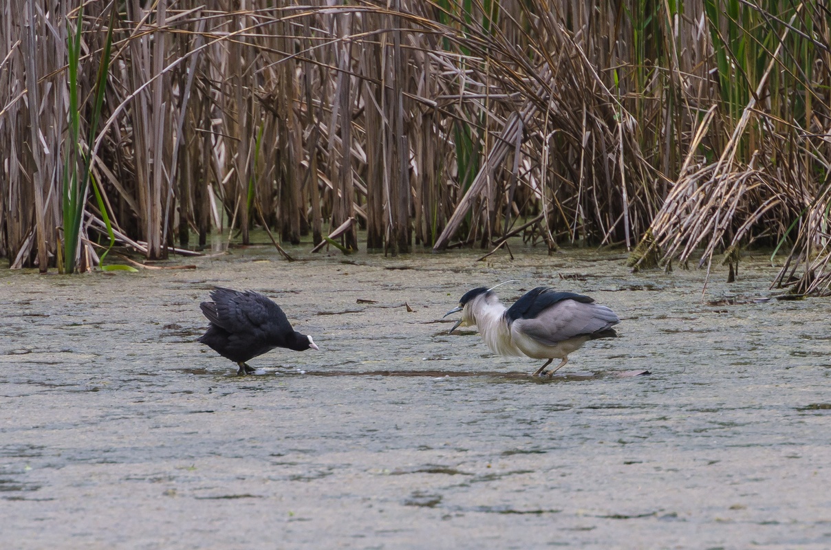 Geneva - Mategnin - Fighting for territory