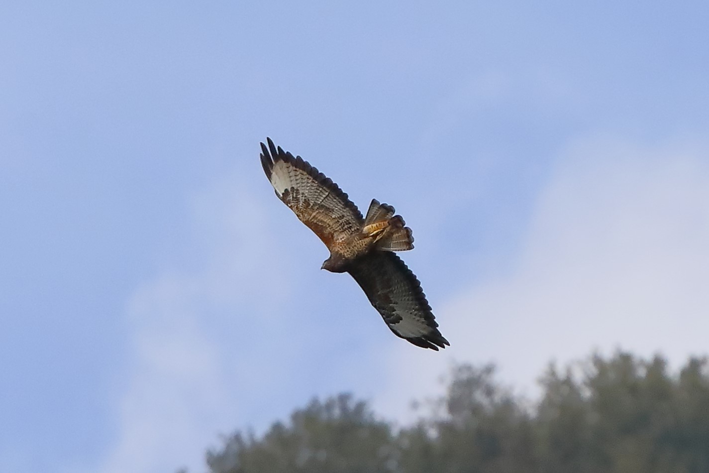 Buzzard 20-09-2023