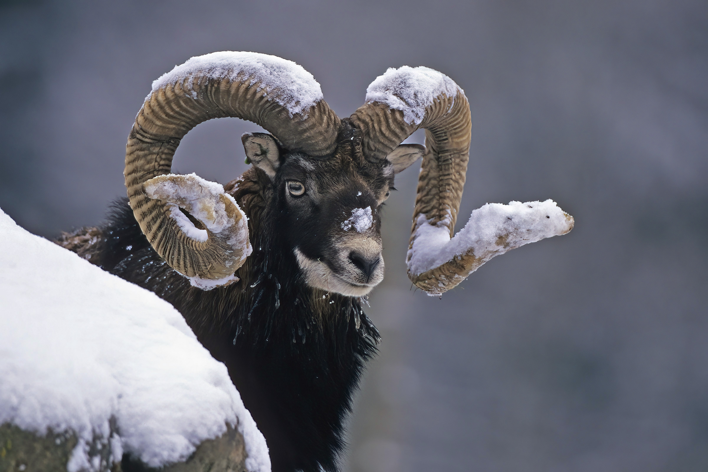 Mouflon