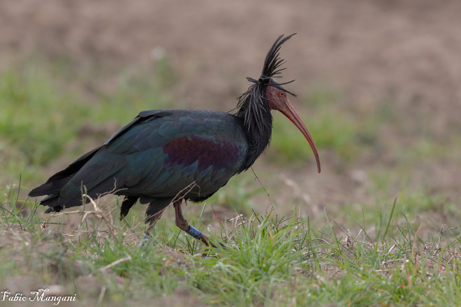 Northern Bald Ibis
