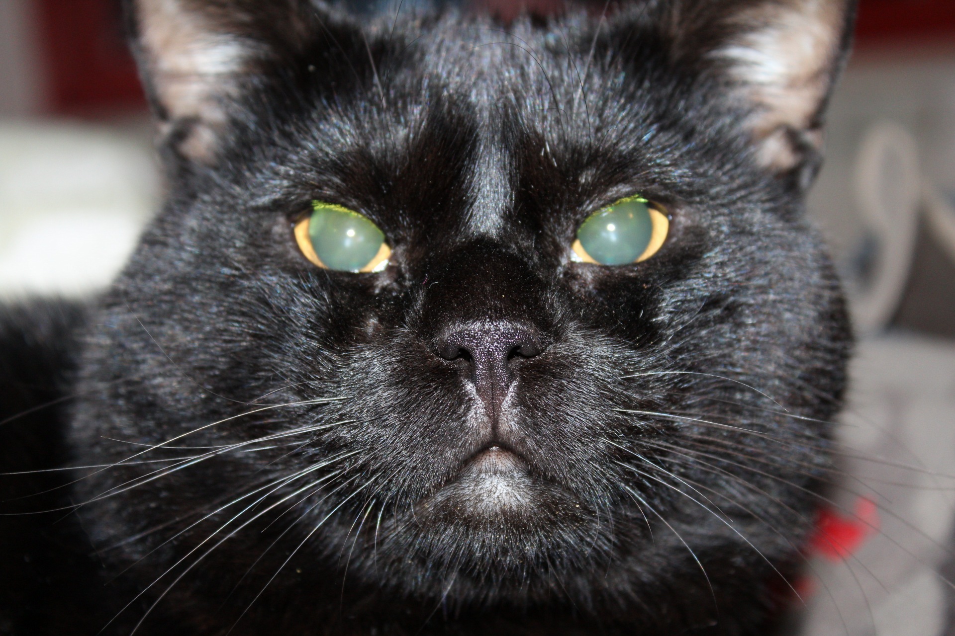 Mimmo