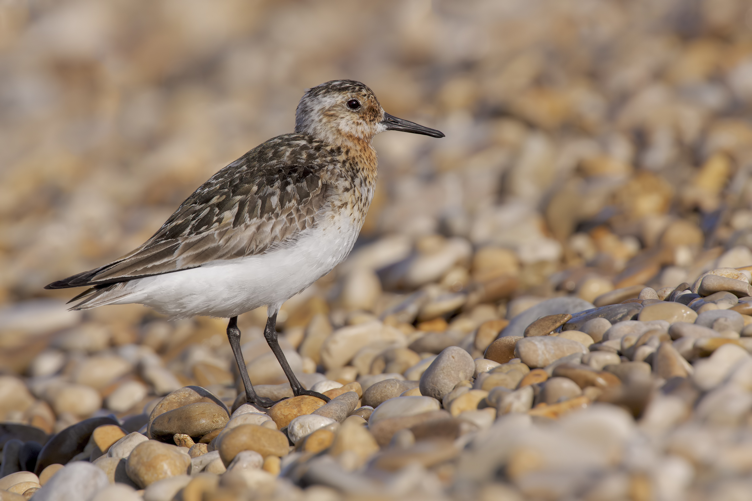 Three-toed sandpiper