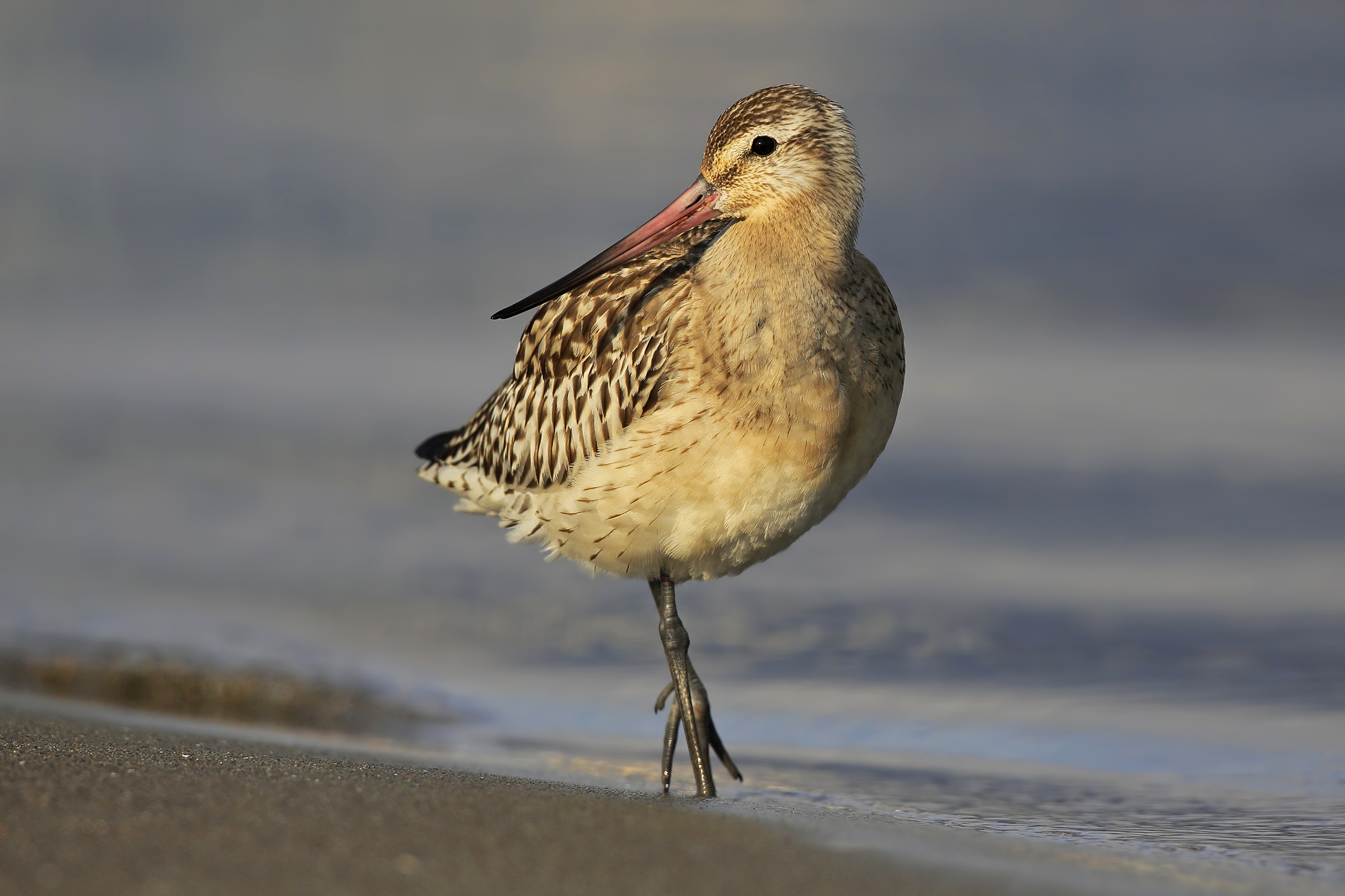 Bar-tailed godwit