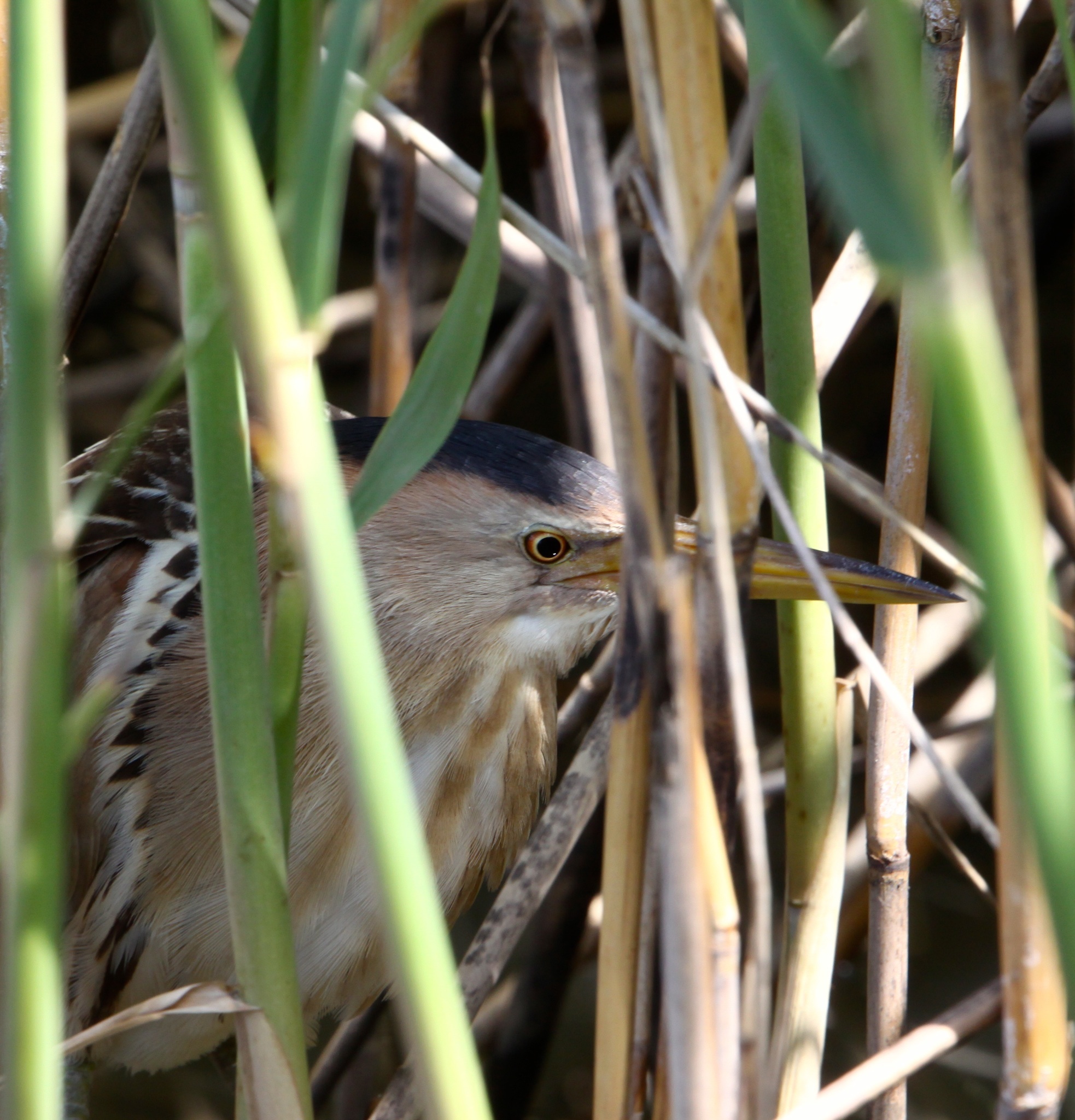 Bittern