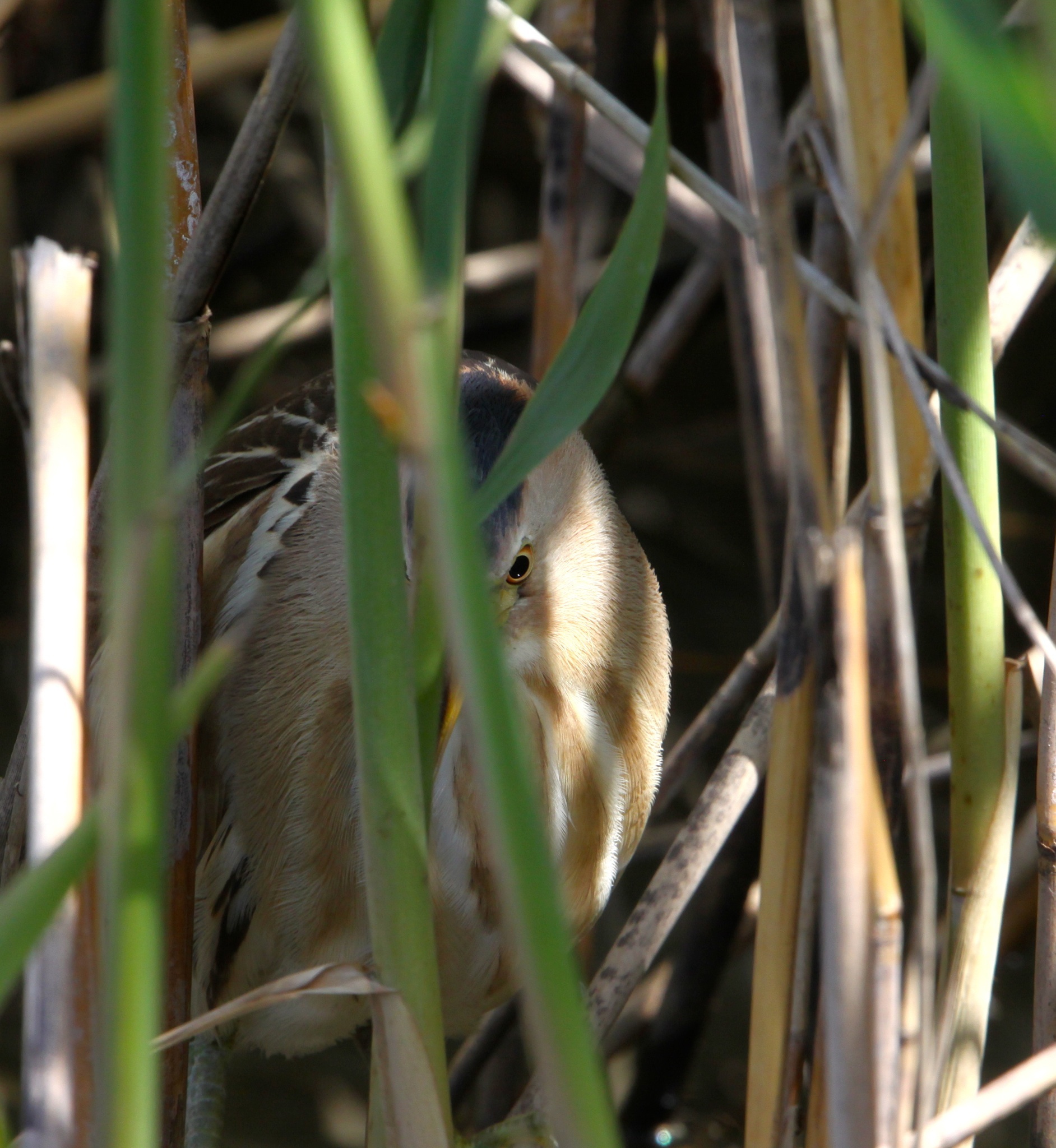 Bittern