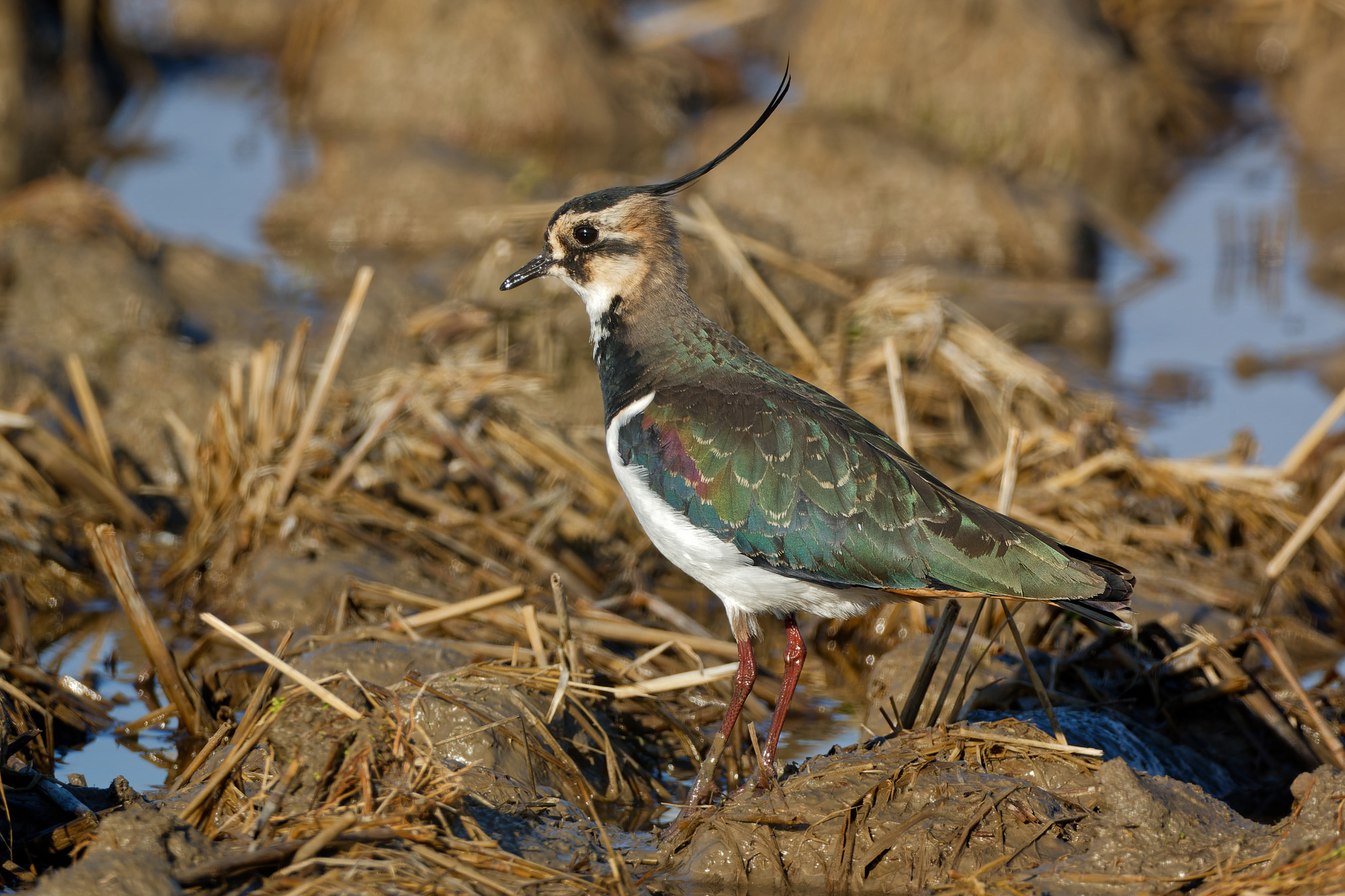 Northern lapwing