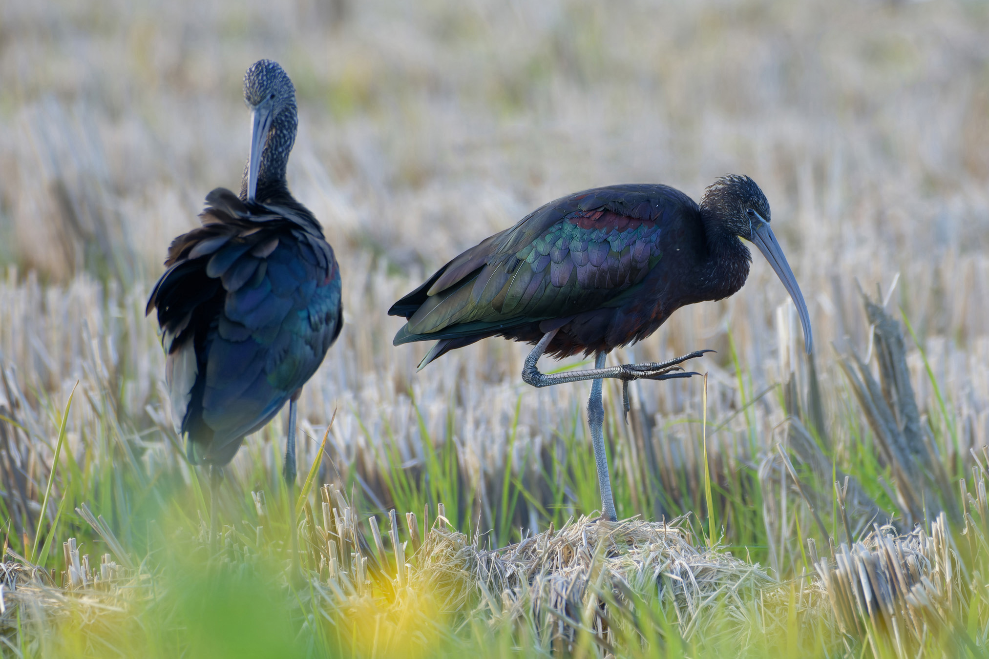 Ibis-preta
