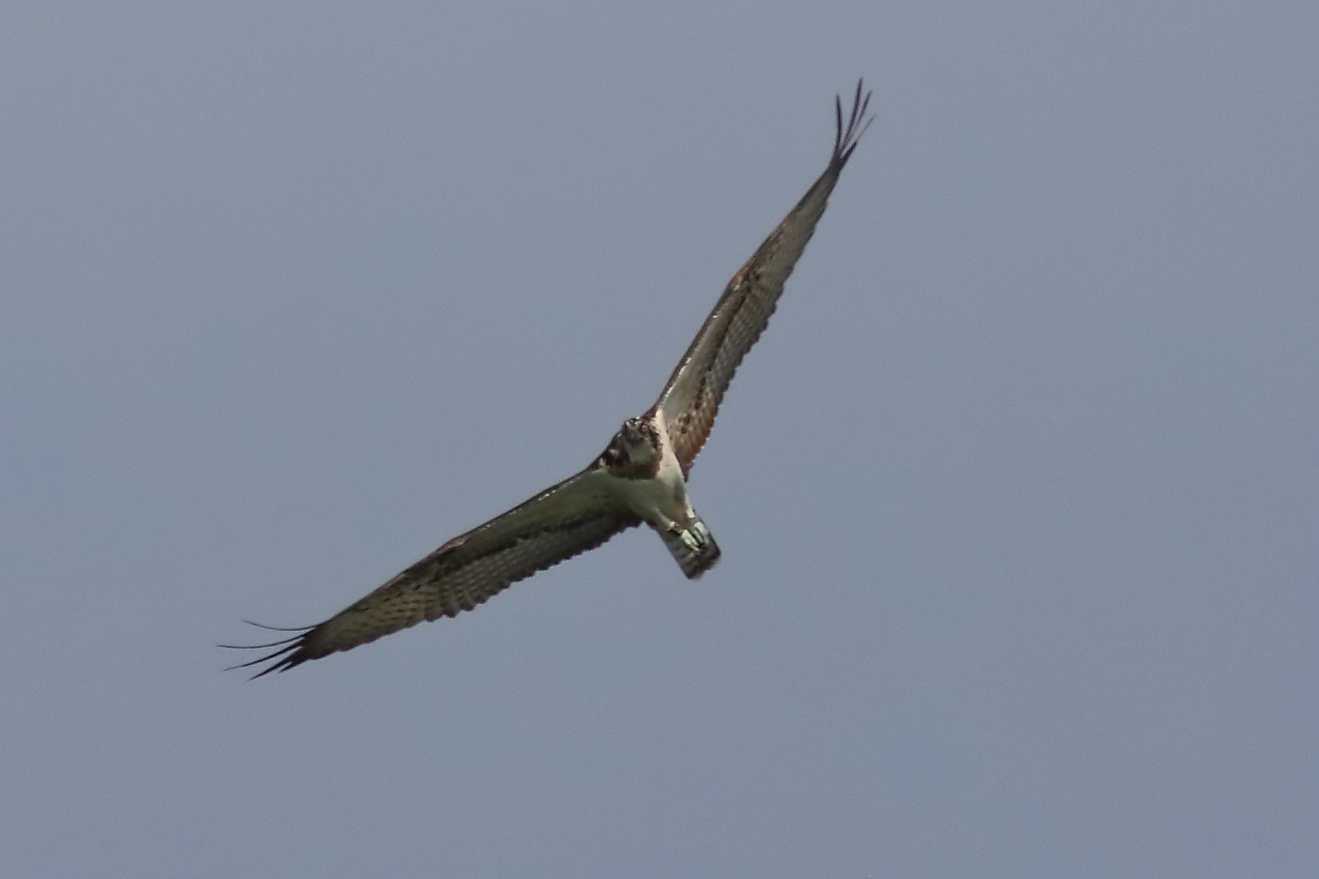 Osprey 04-09-2023