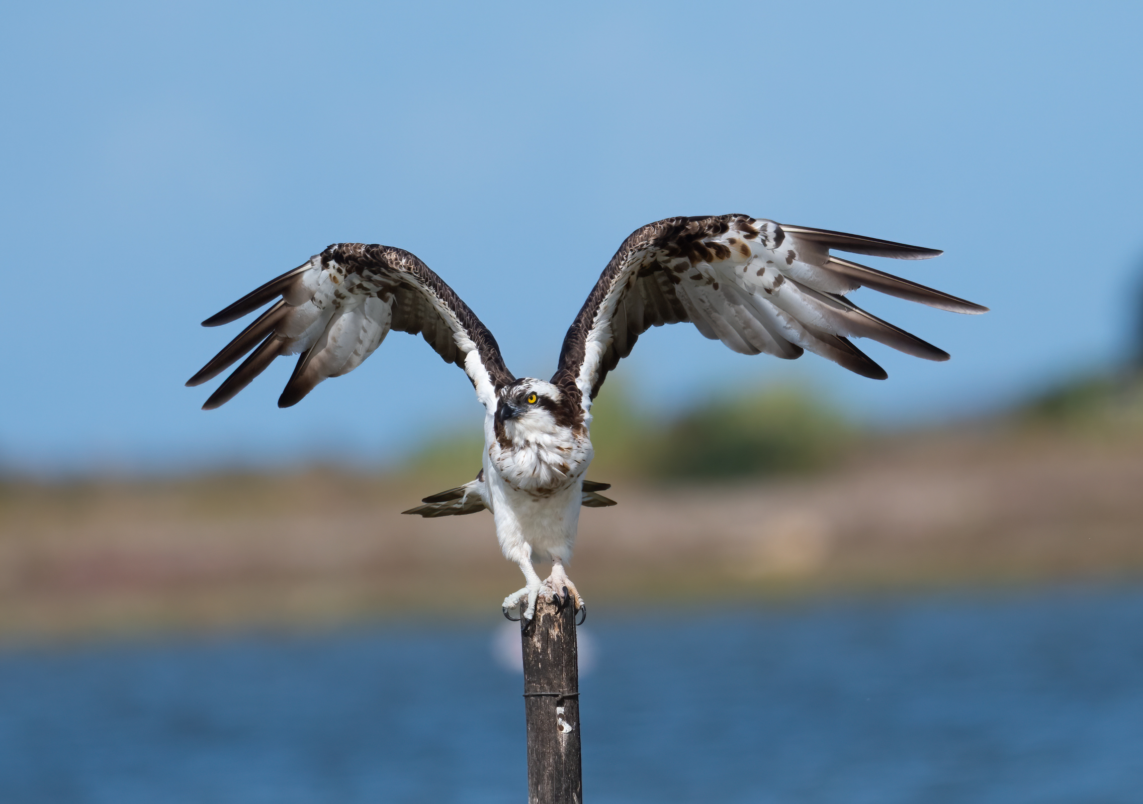 osprey