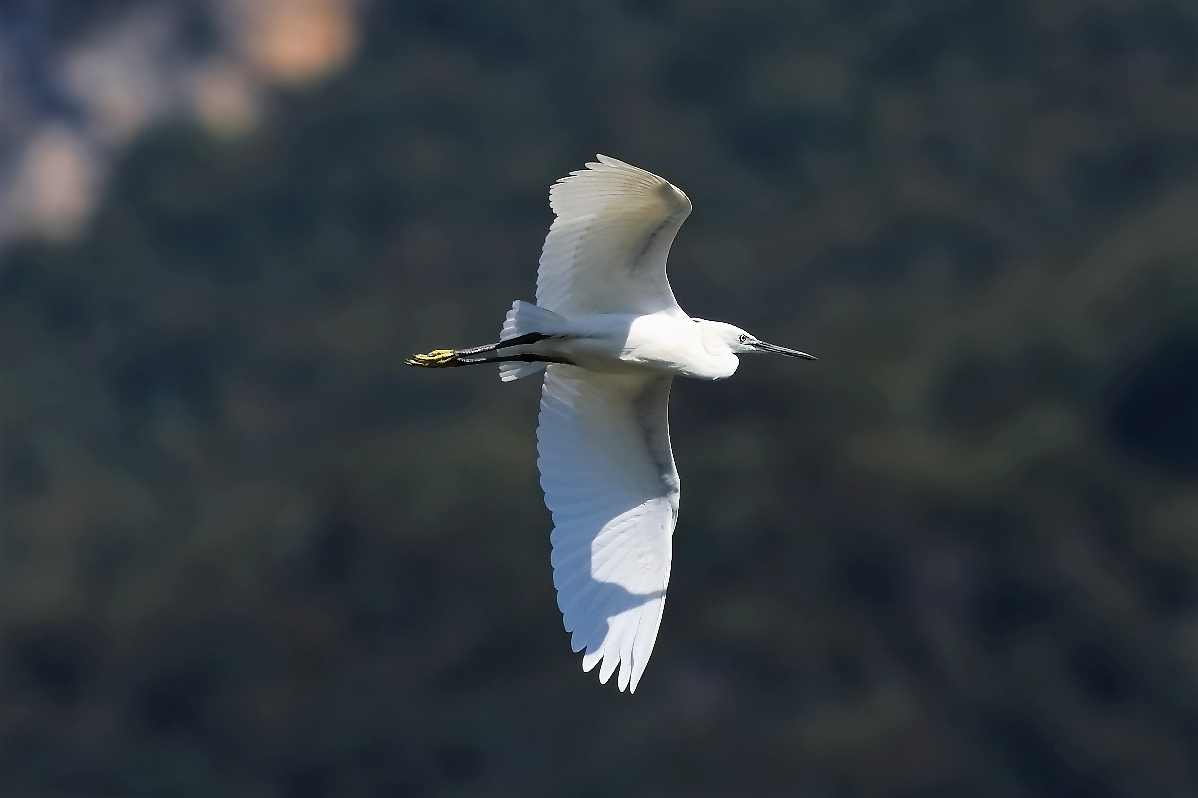 Little Egret 18-08-2023
