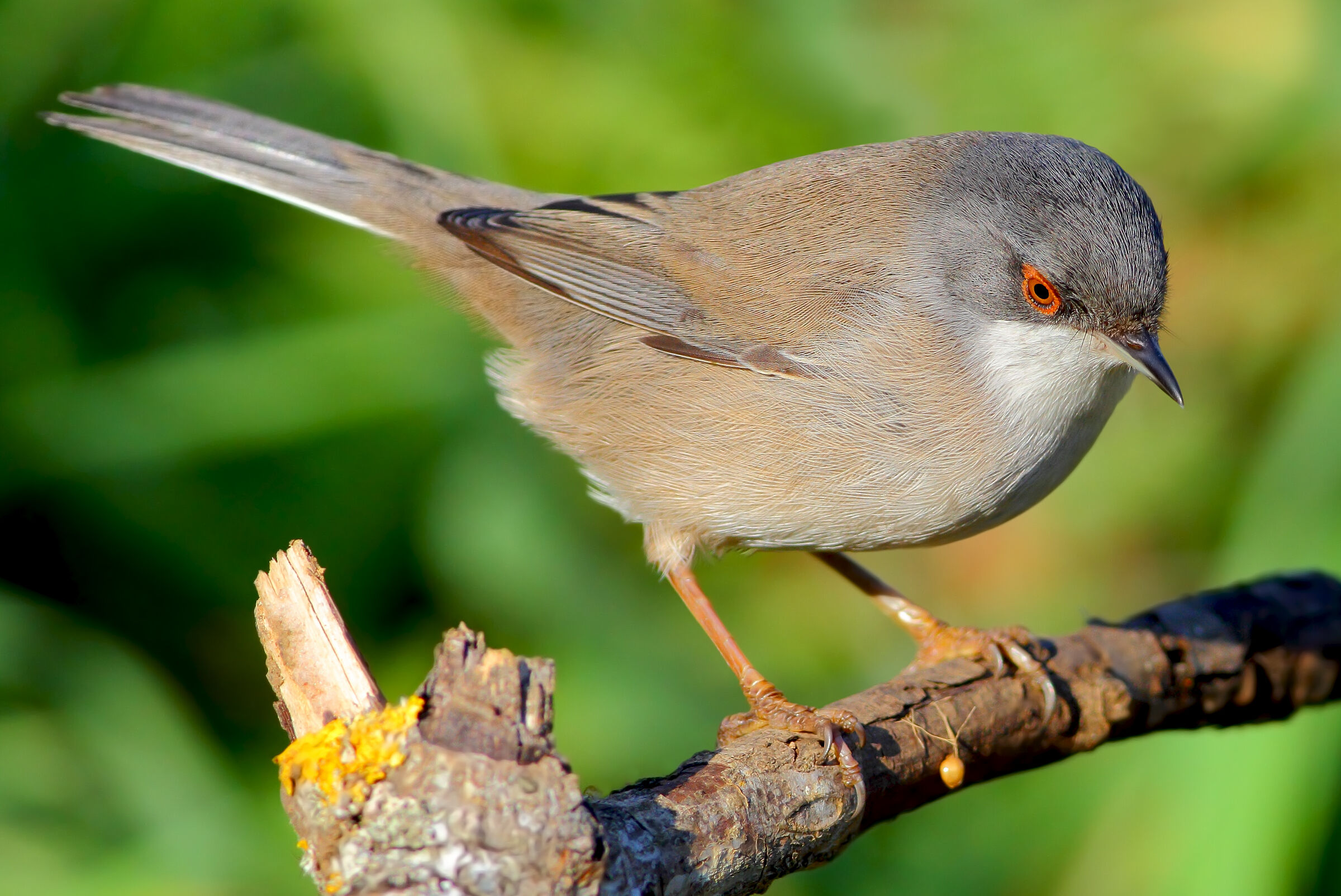 Occhiocotto