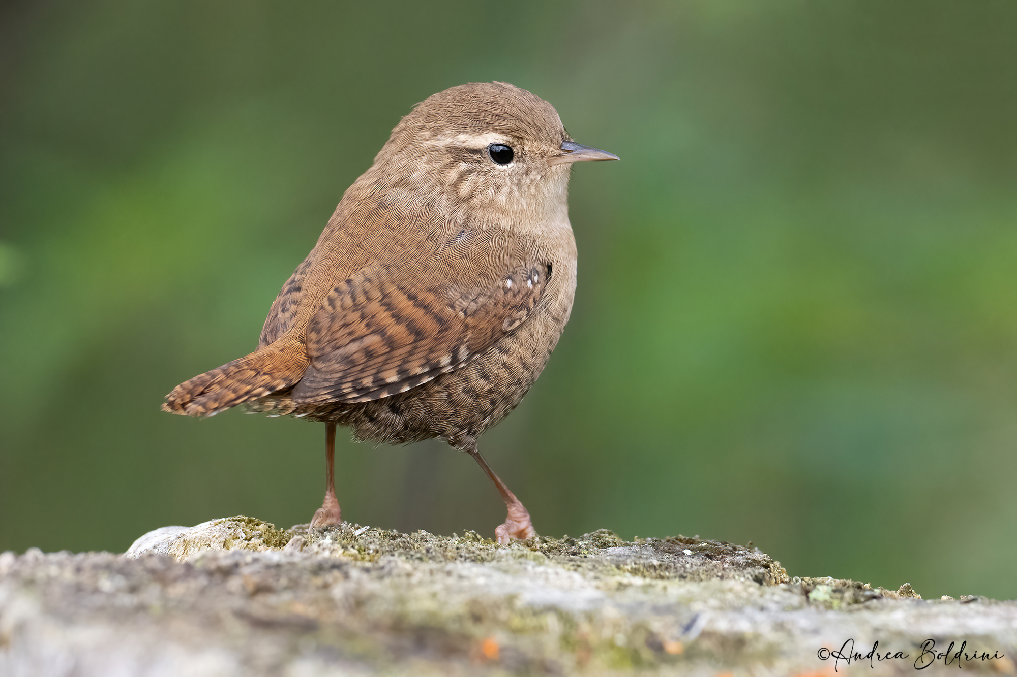 Wren