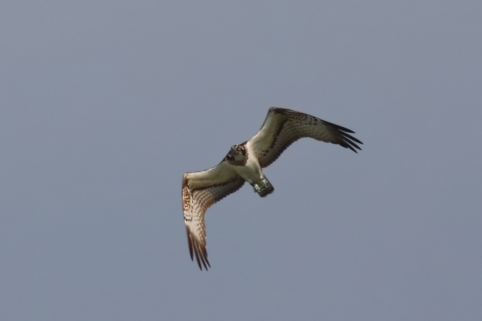 Osprey 04-09-2023