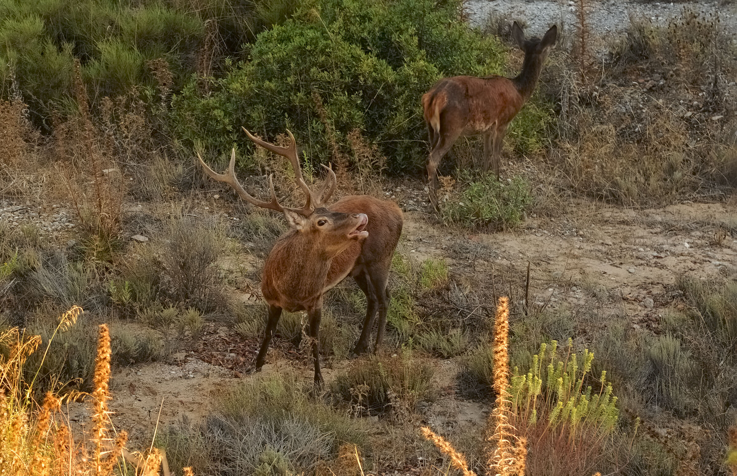 The flehmen