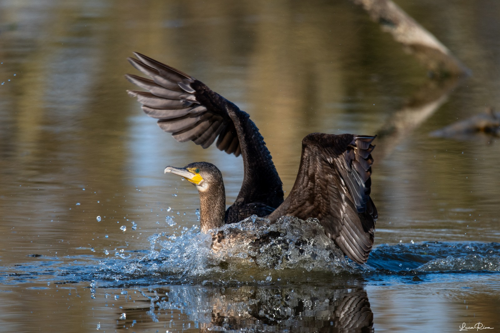 Cormorant