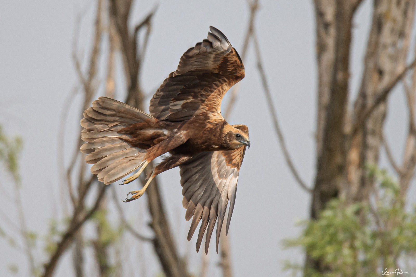 Marsh Harrier