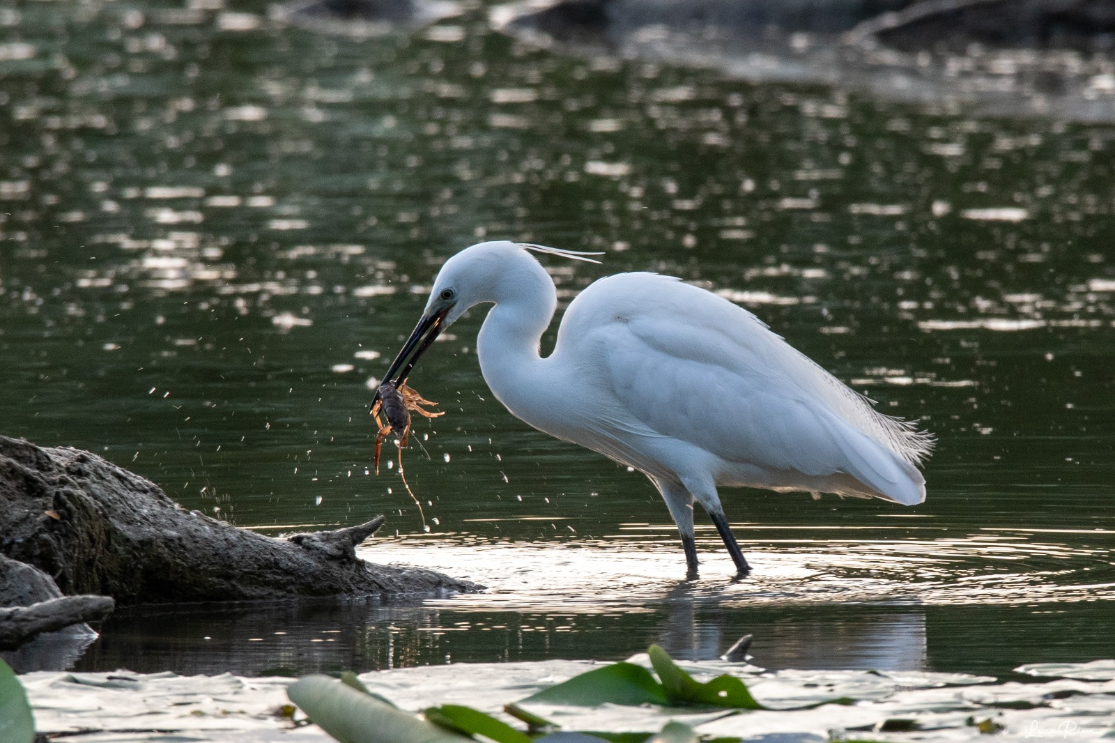 Egret