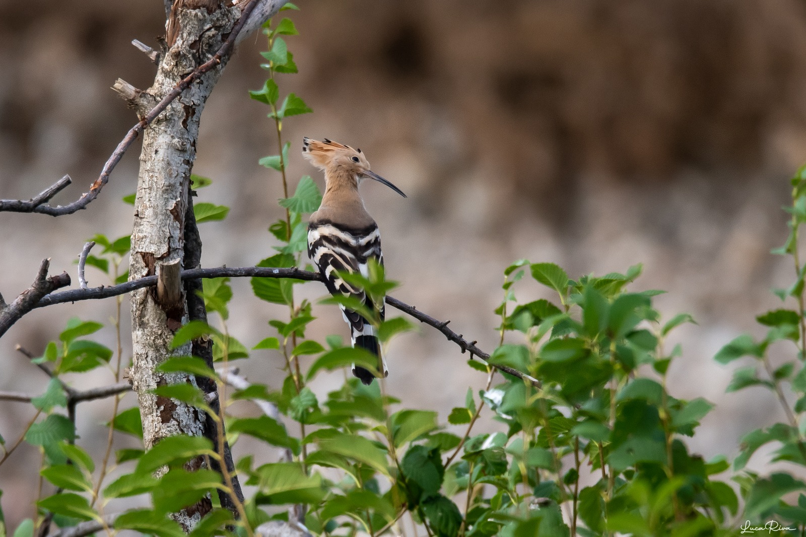 Hoopoe