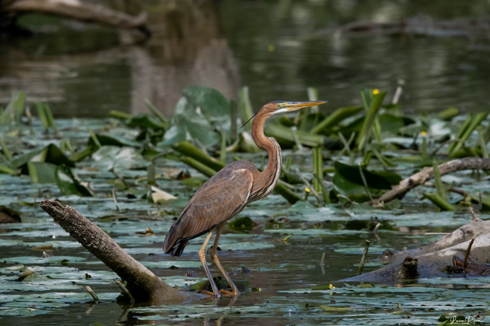 Purple heron