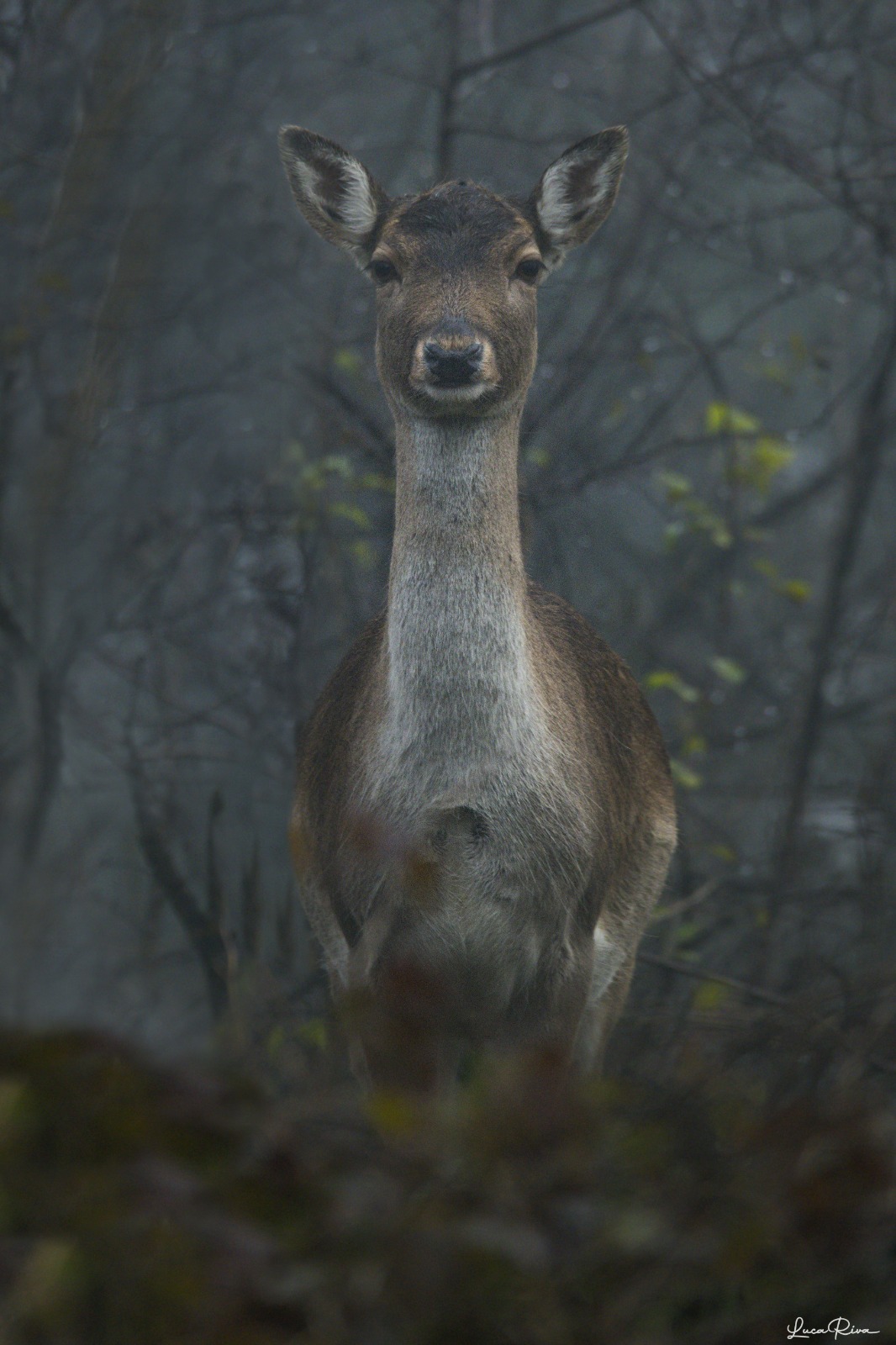 Fallow deer