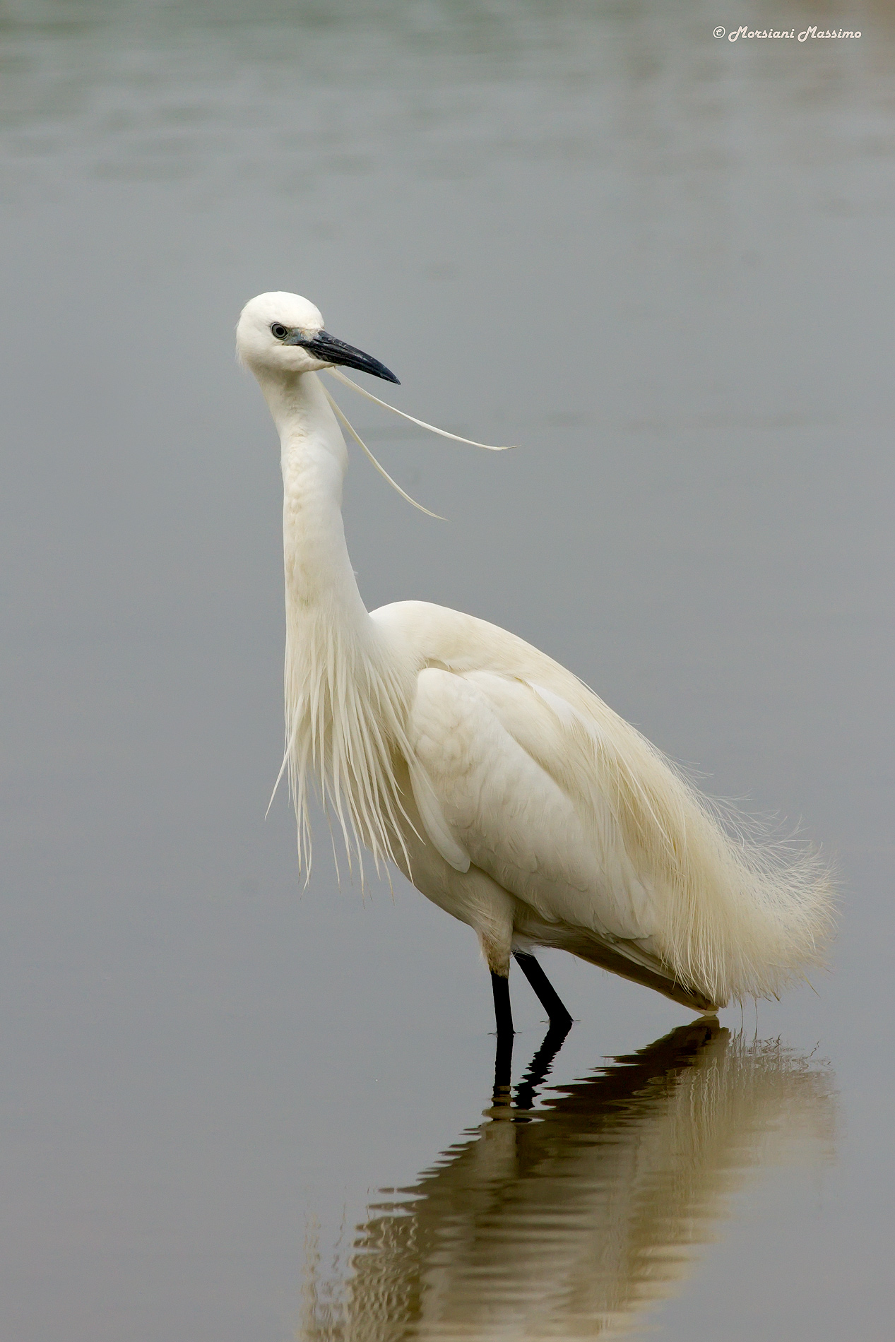 Egretta Garzetta dal ciuffo
