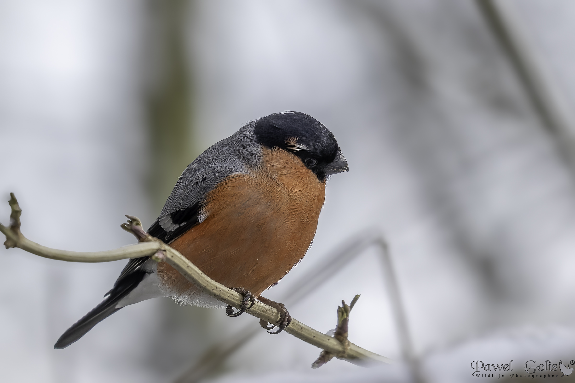 Ciuffolotto eurasiatico (Pyrrhula pyrrhula)