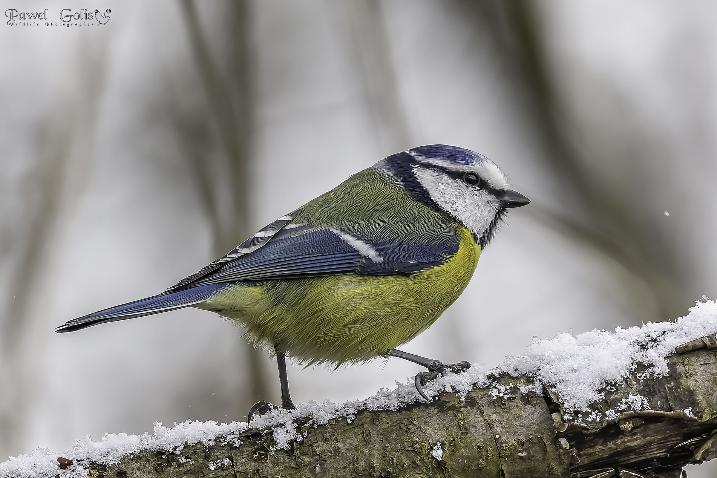 Cinciarella (Cyanistes caeruleus)