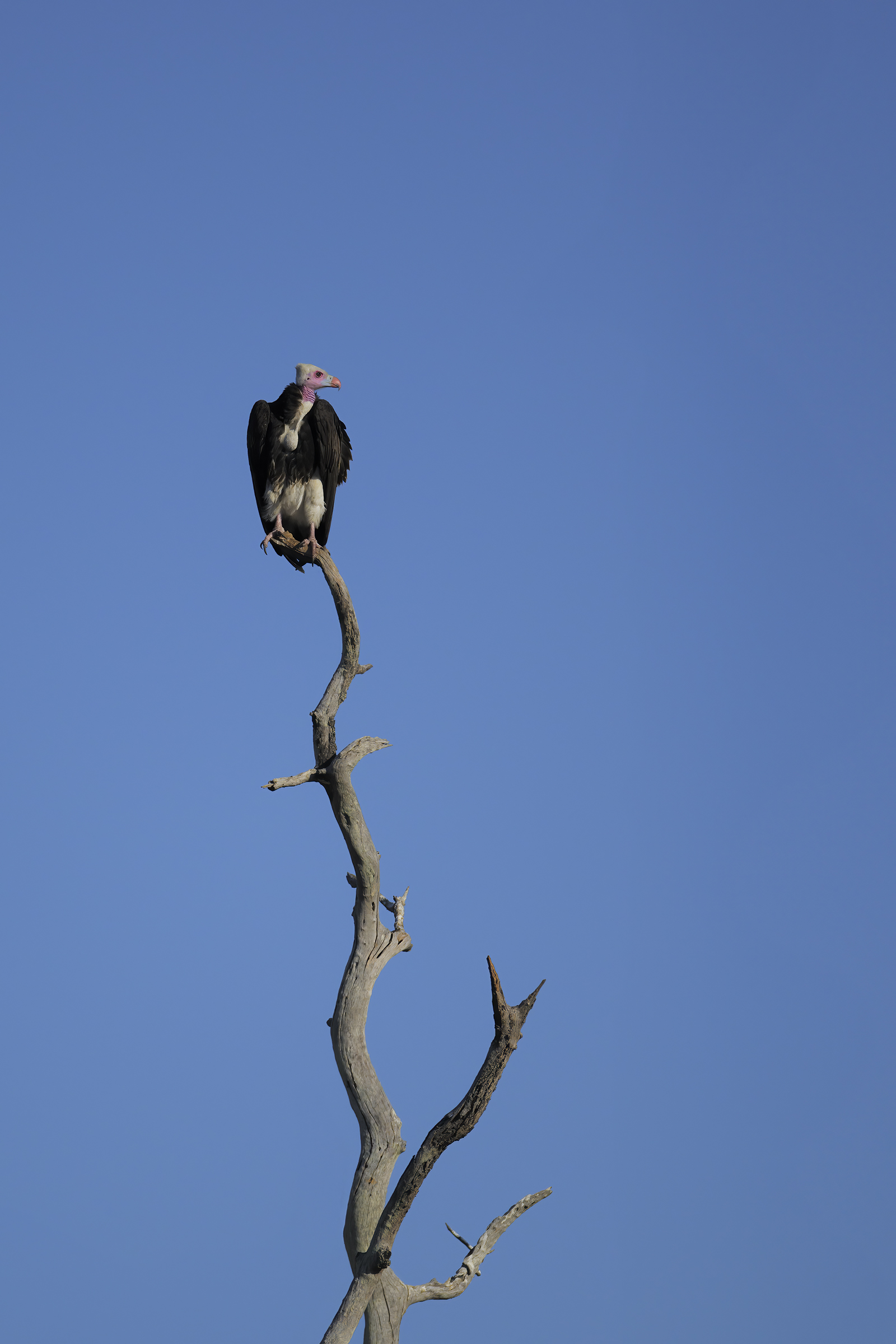 Avvoltoio TestaBianca