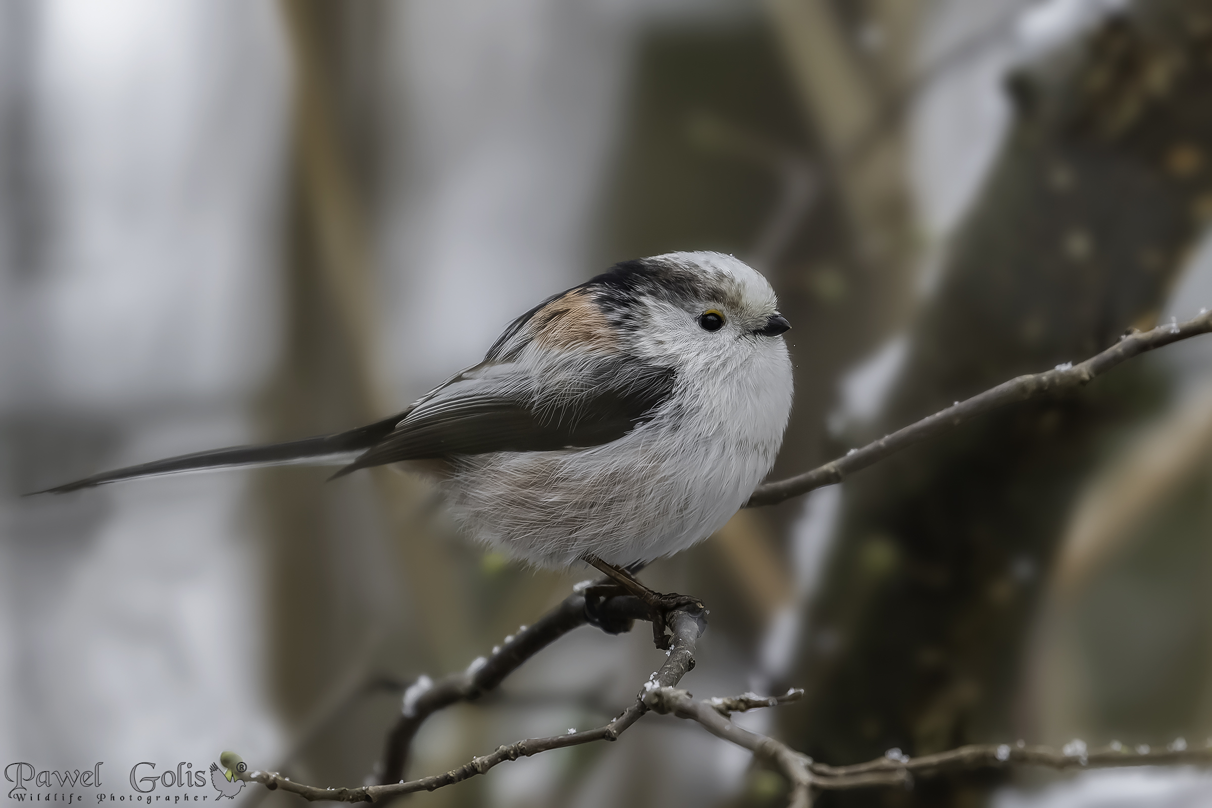 Cinciarella dalla coda lunga (Aegithalos caudatus)