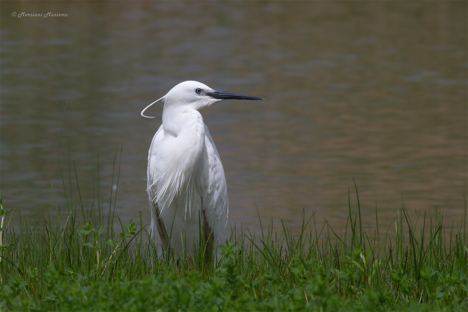 Egretta Garzetta dal ciuffo