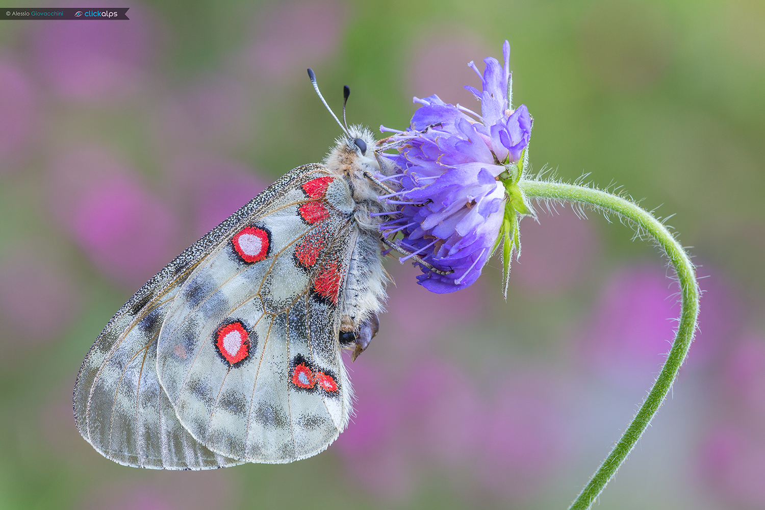 Parnassius apollo