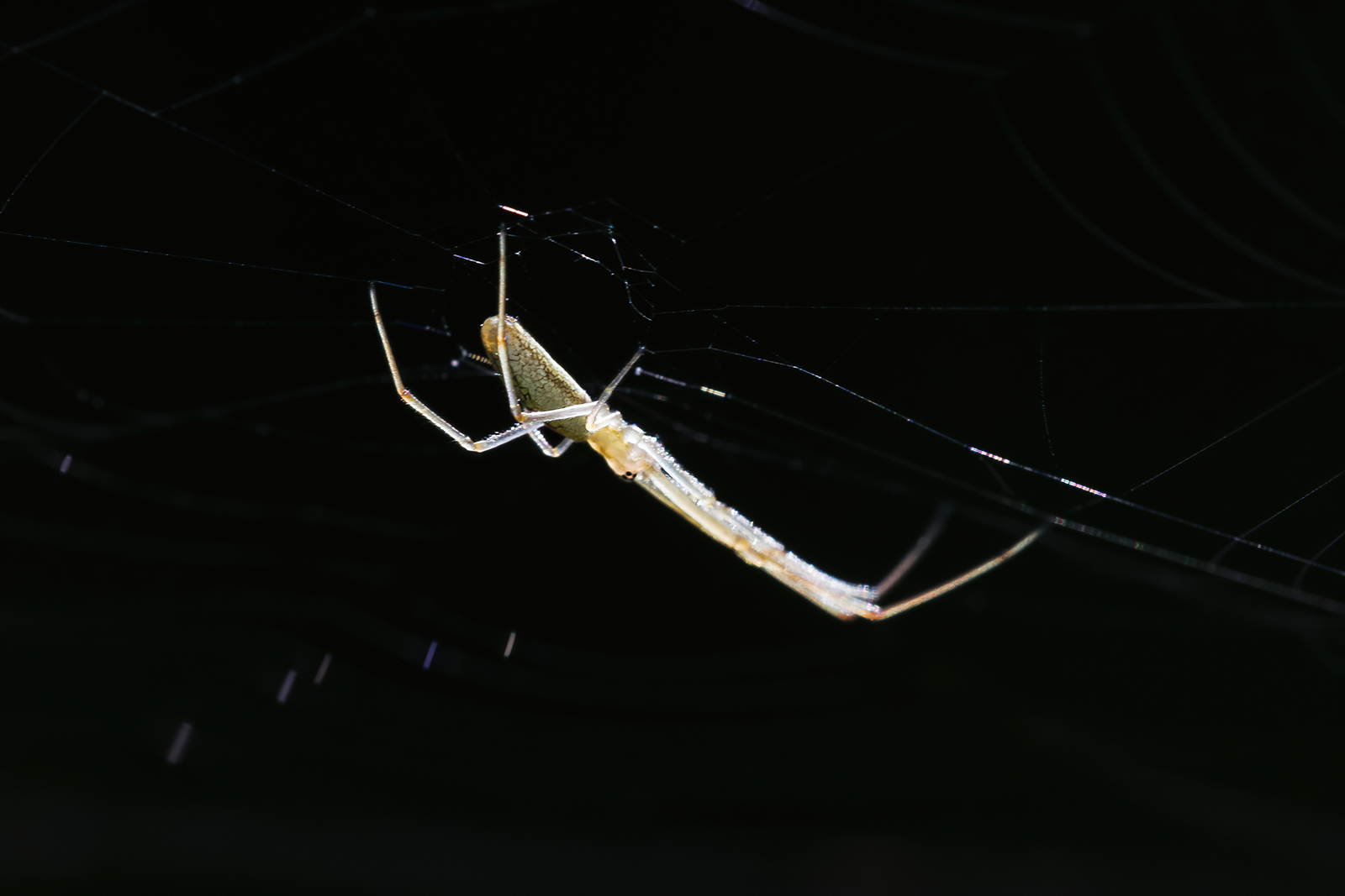 Tetragnatha sp