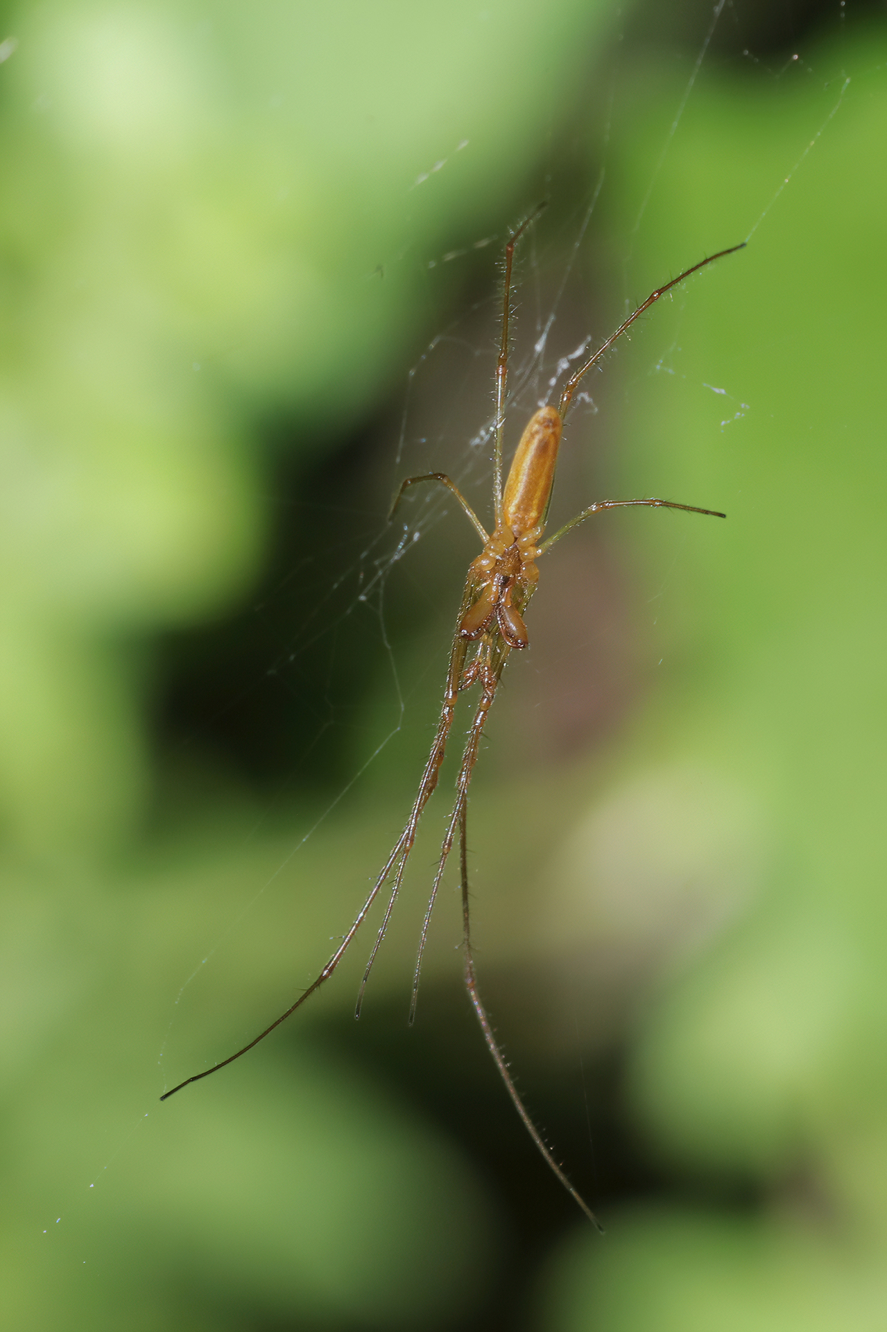 Tetragnatha sp