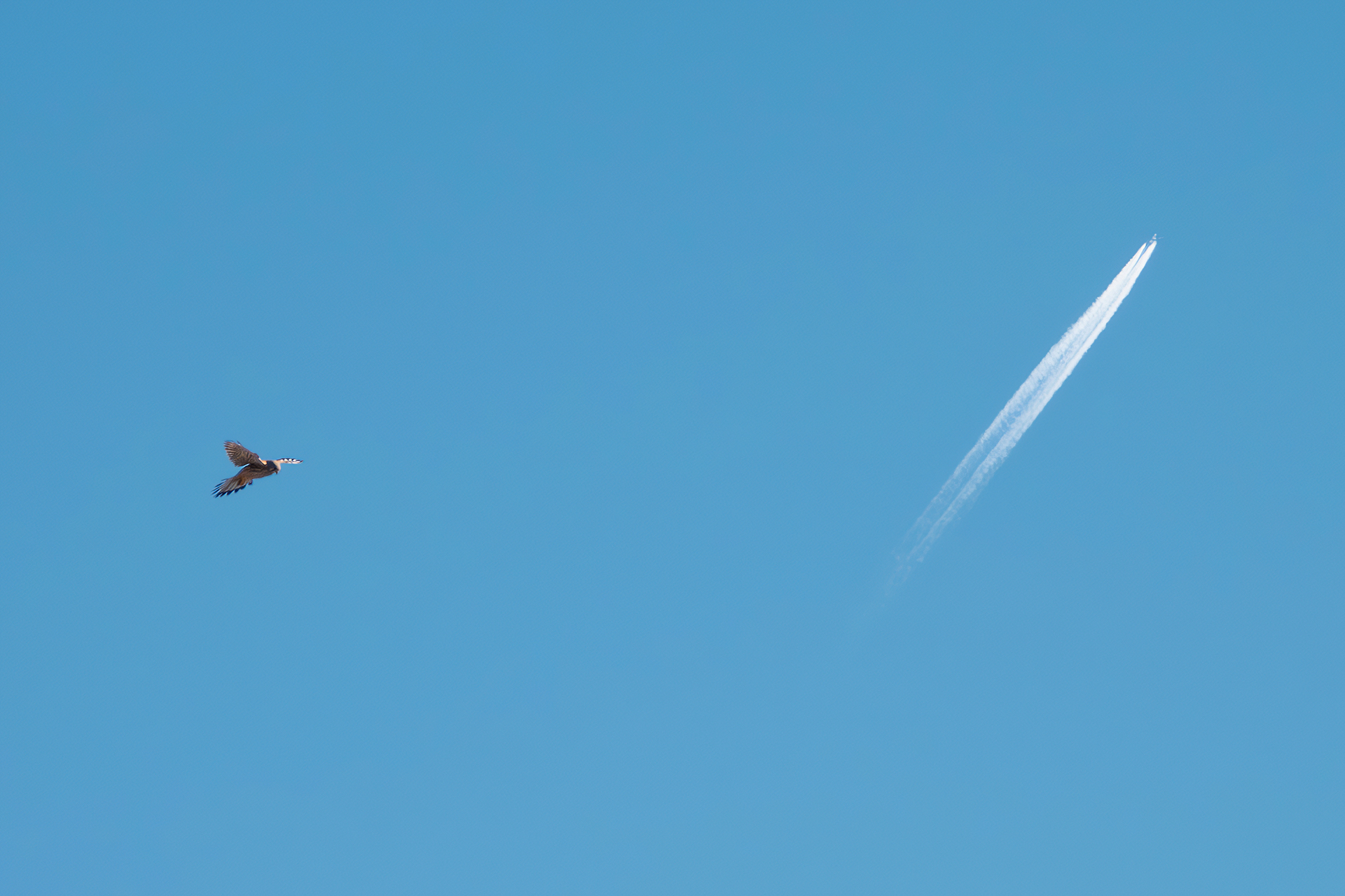 The Kestrel and the Plane