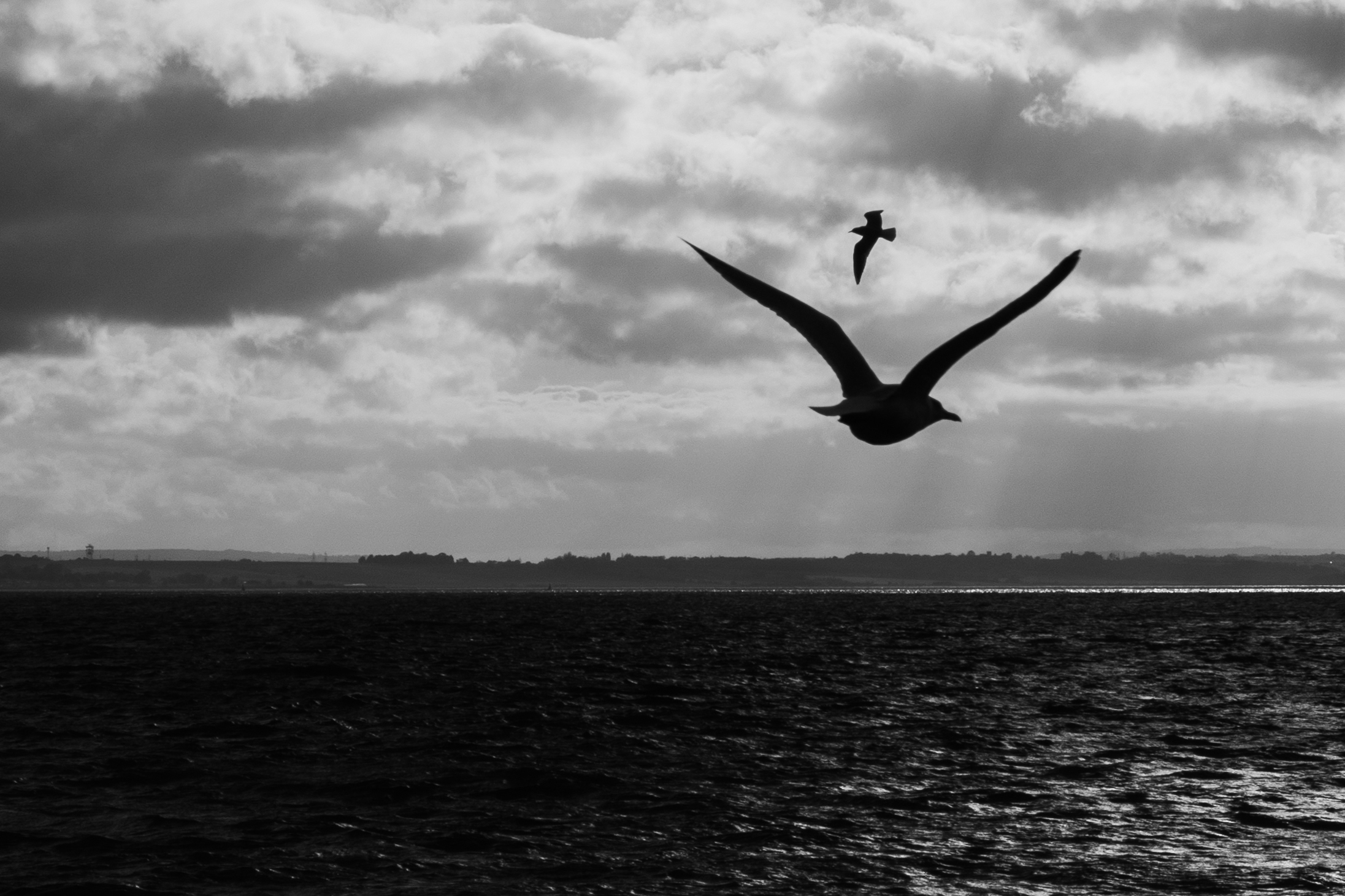 Seagulls in silhouette