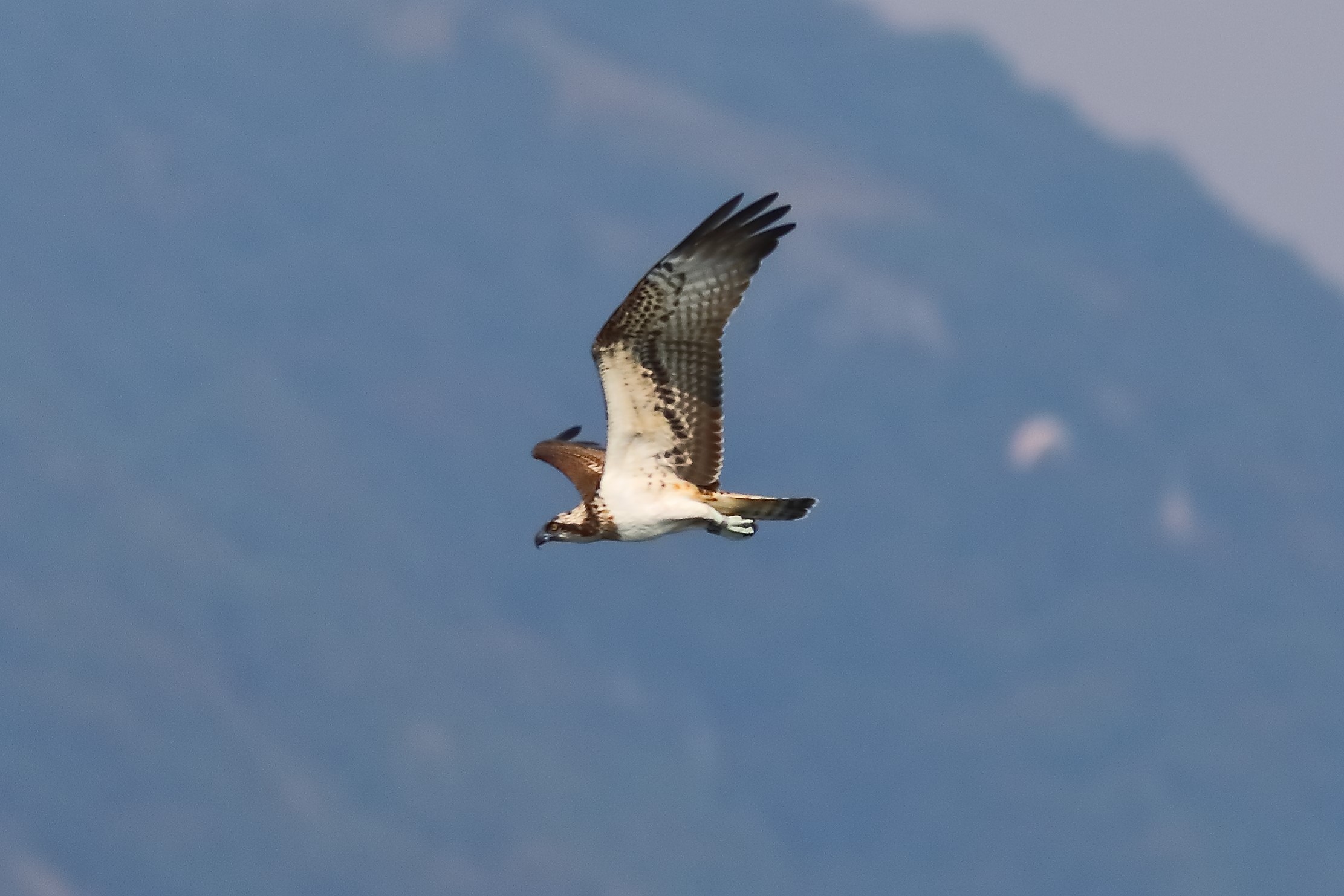 Osprey 04-09-2023