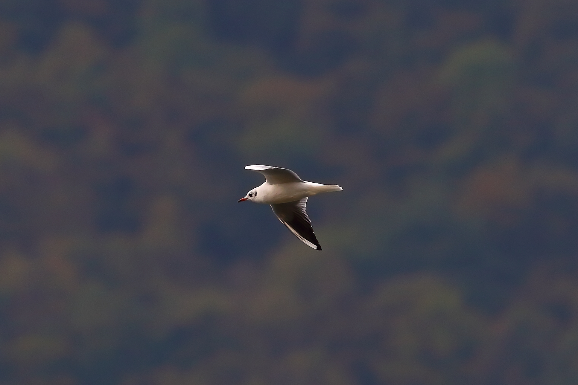 Seagull T 14-10-2023
