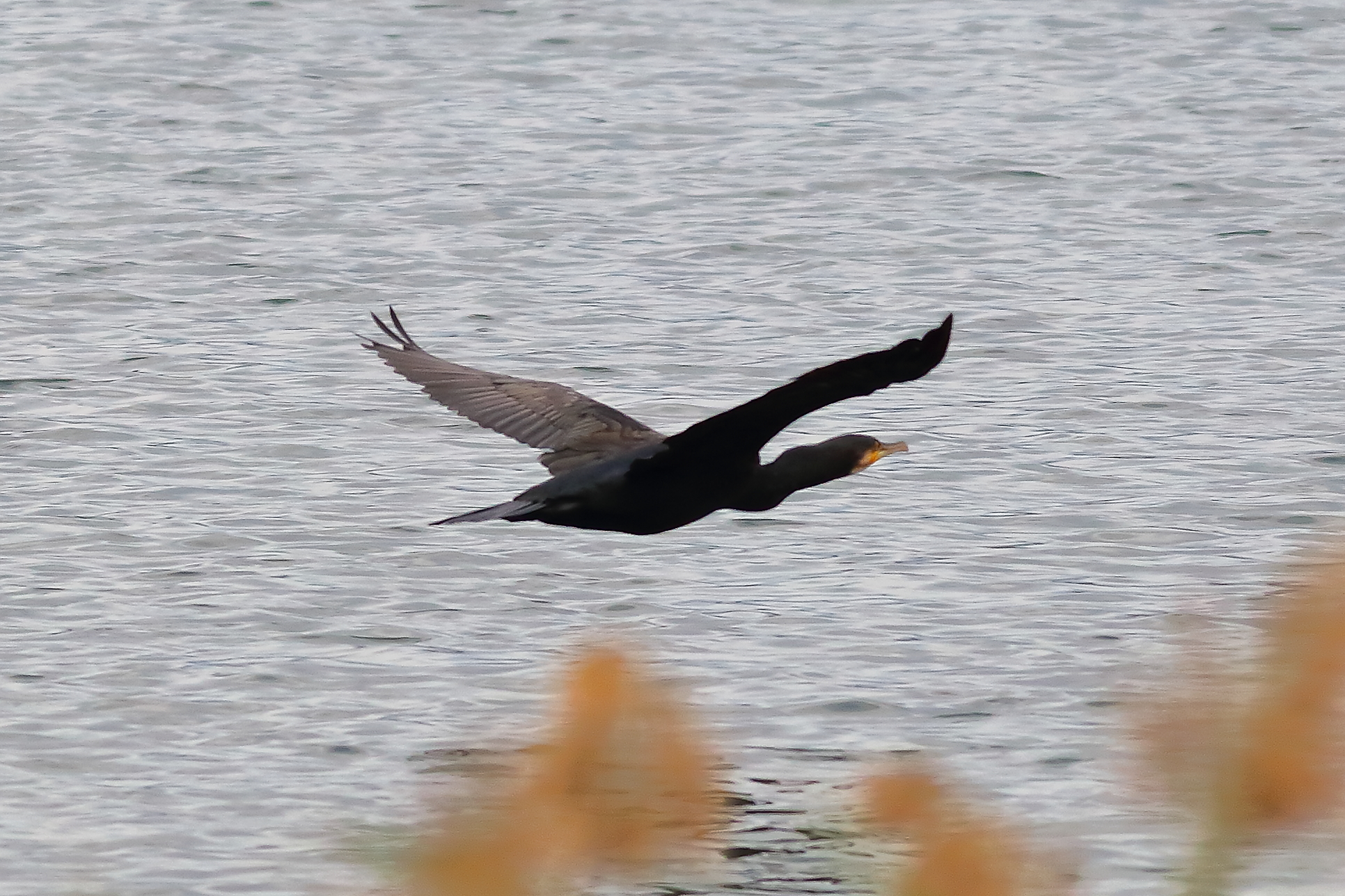 Cormorant 14-10-2023