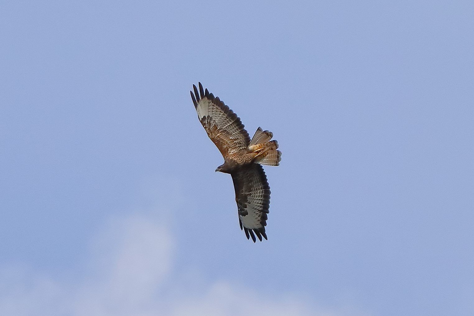 Buzzard 20-09-2023