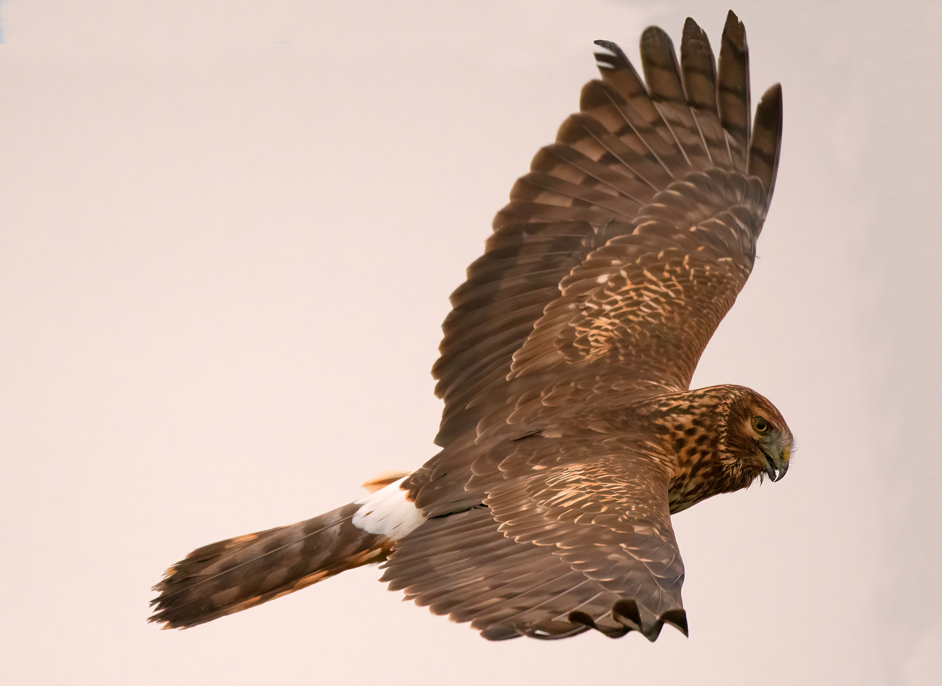 albanella reale   femmina