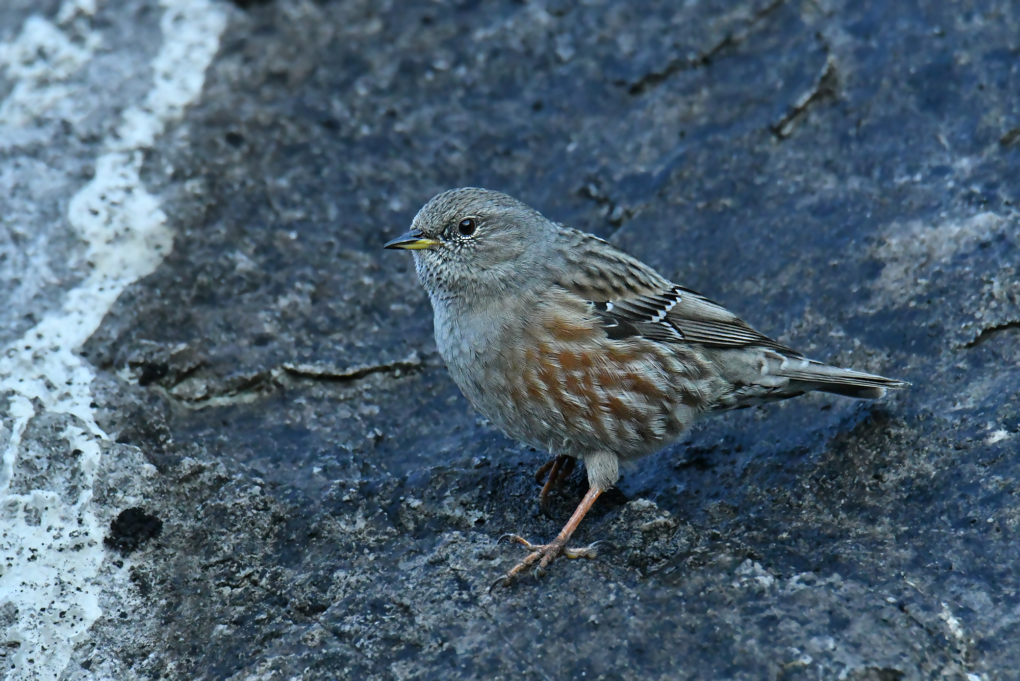 ALPINE ACCENTOR