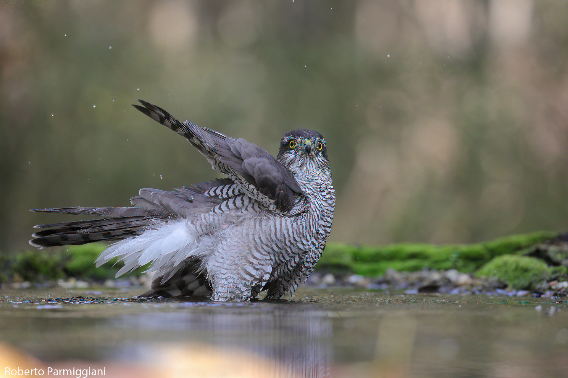 Sparrowhawk