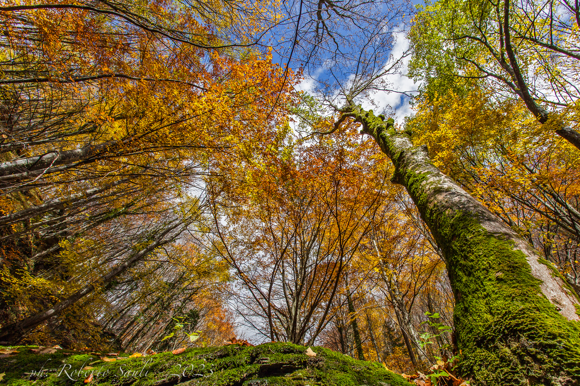 Autunno, dove gli alberi toccano il cielo
