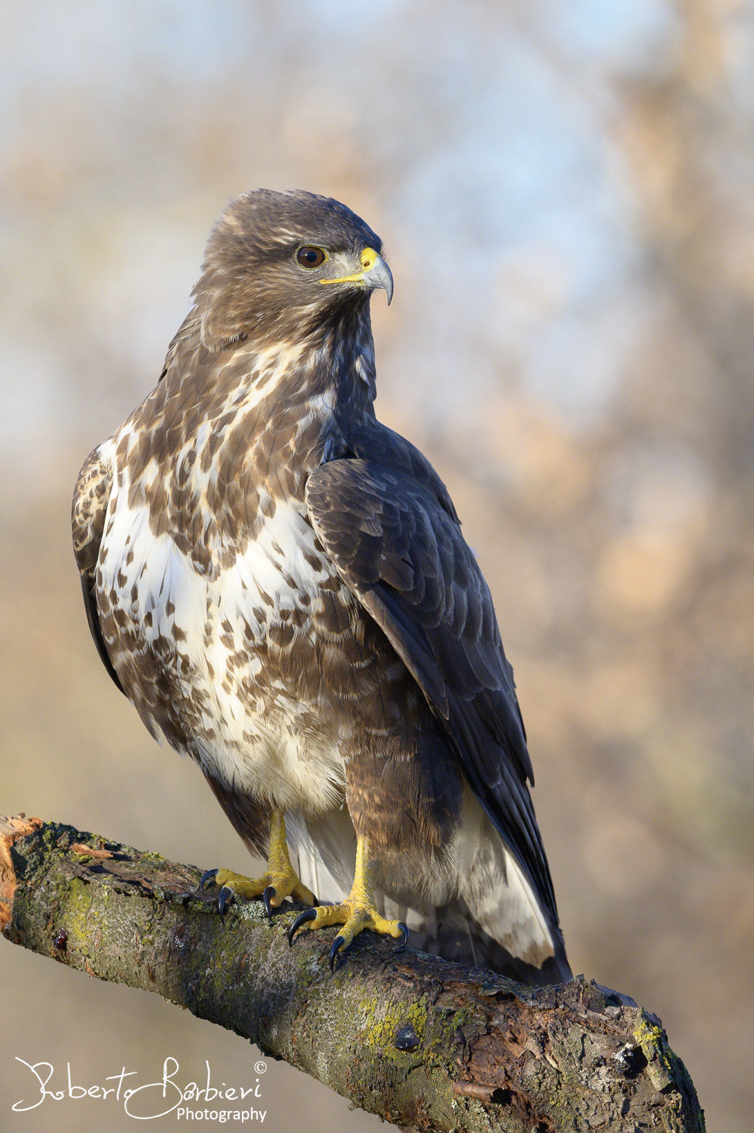 The pride of the buzzard