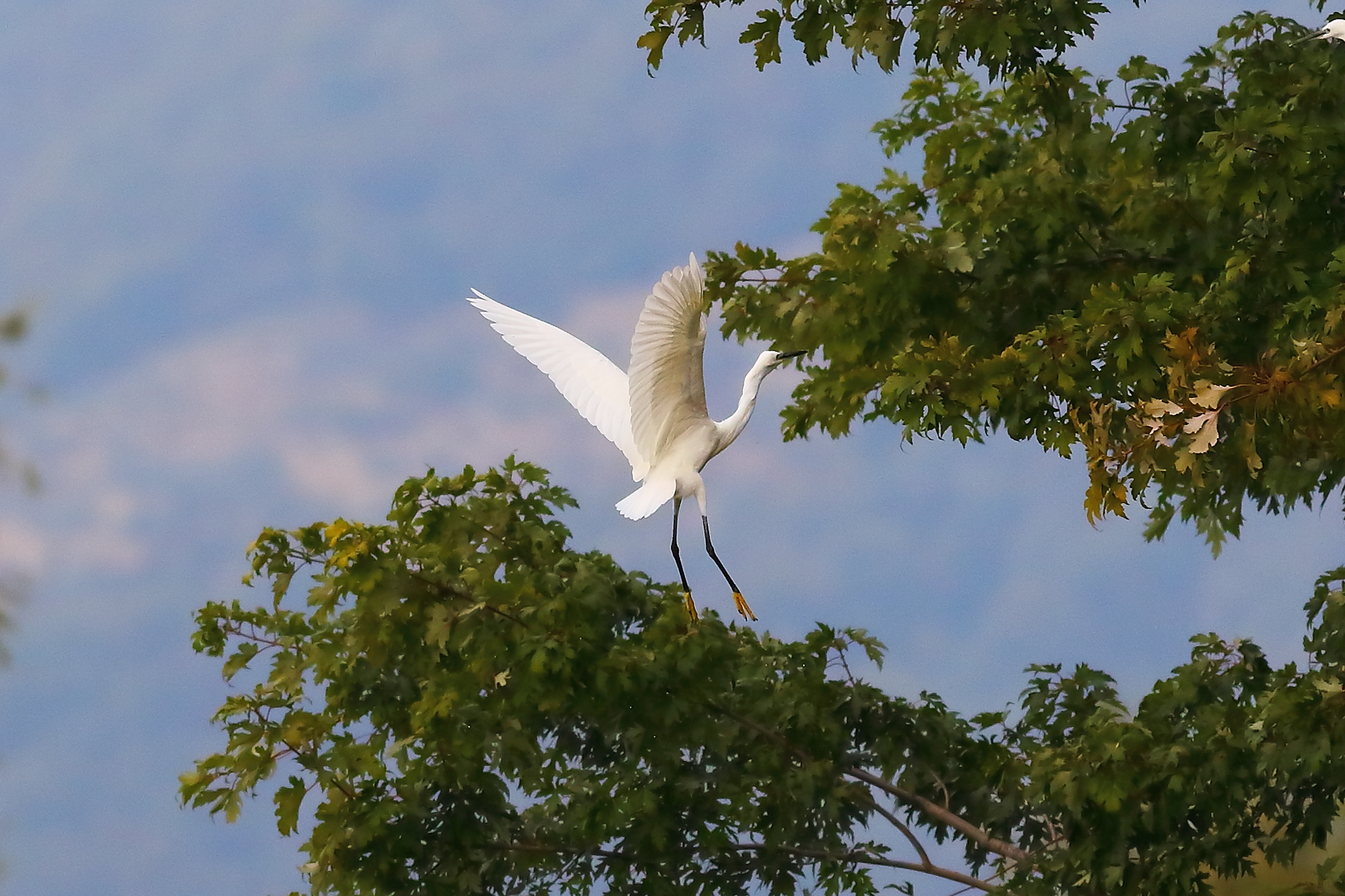 Little Egret 14-10-2023