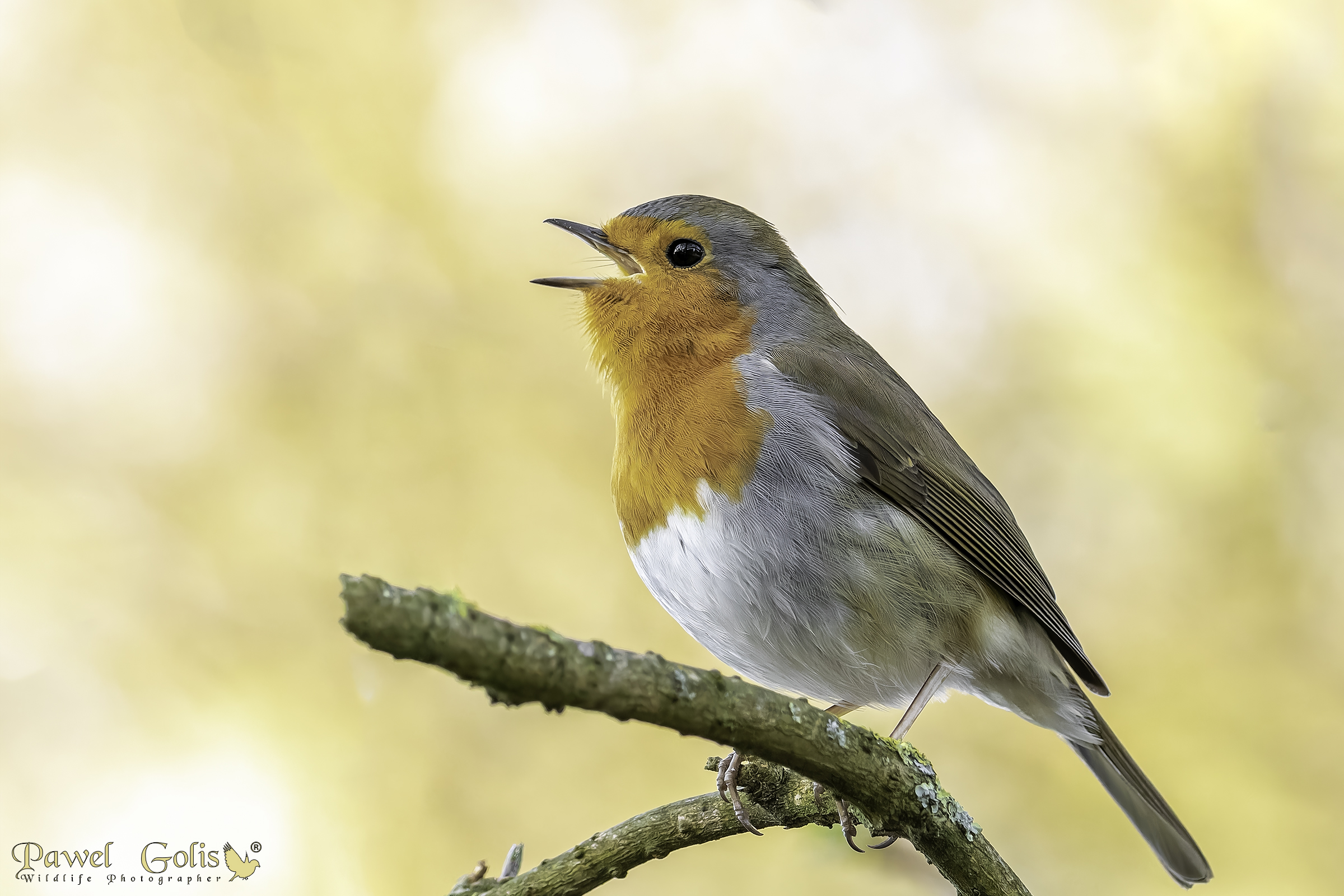Pettirosso europeo (Erithacus rubecula)