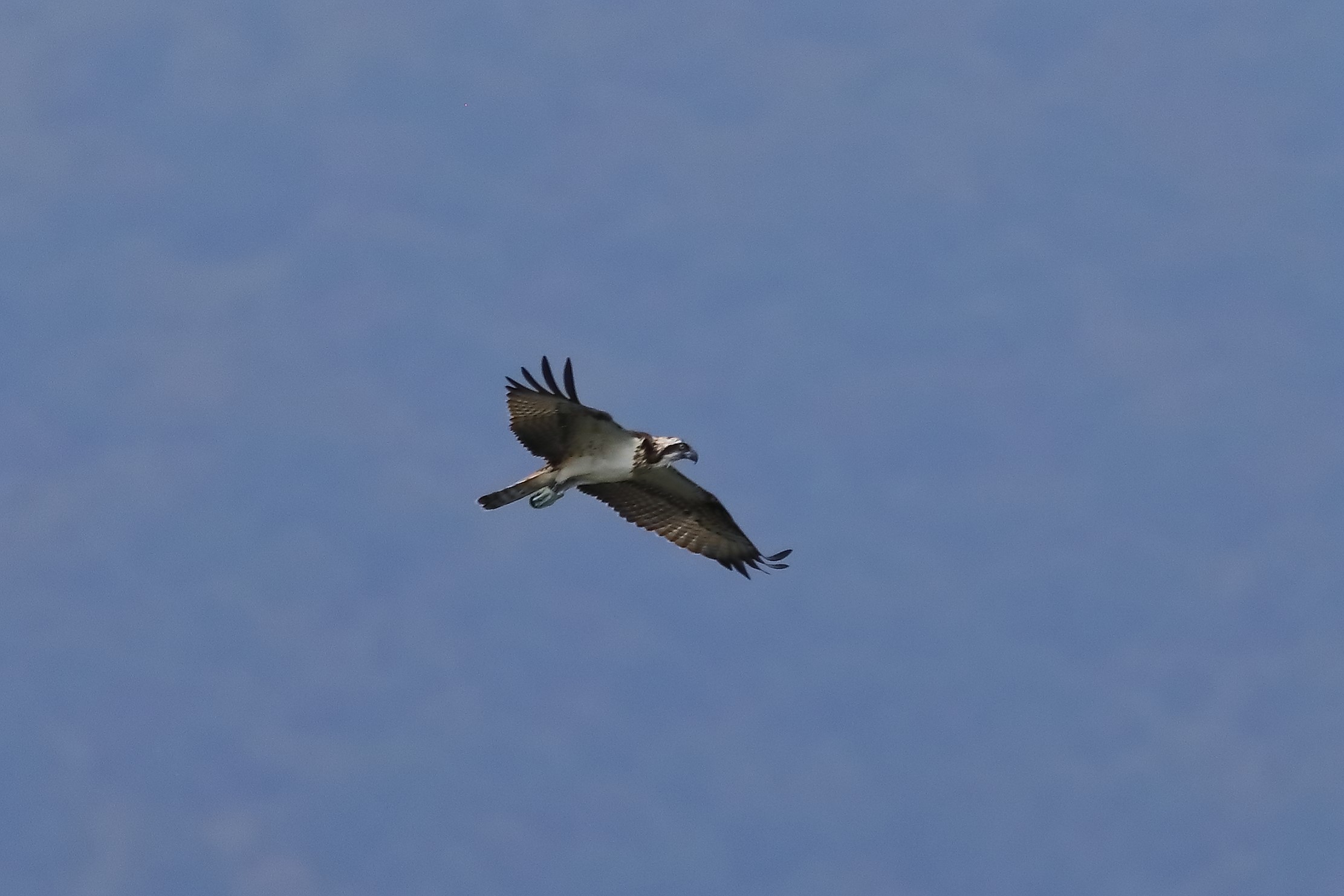 Osprey 04-09-2023