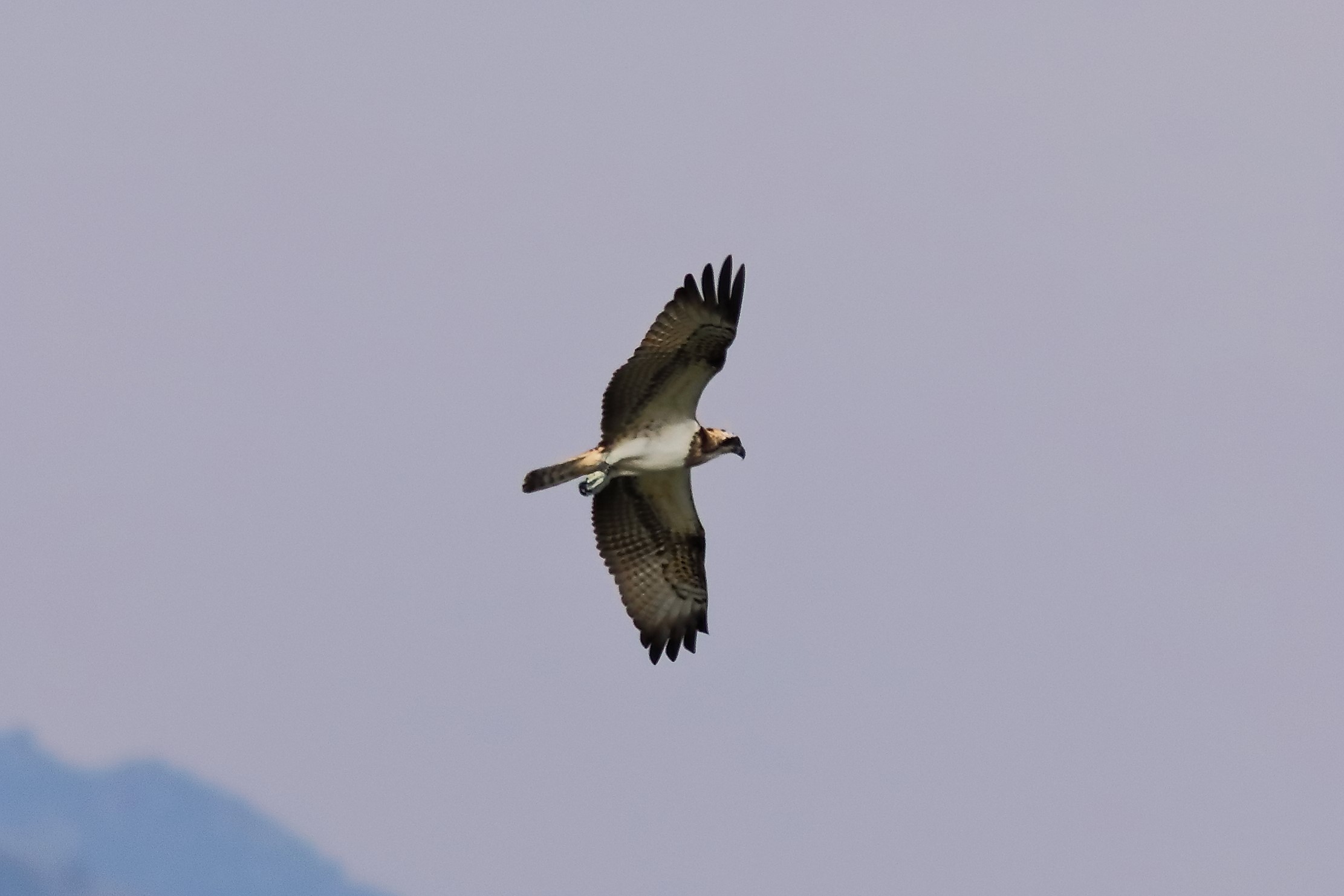 Osprey 04-09-2023