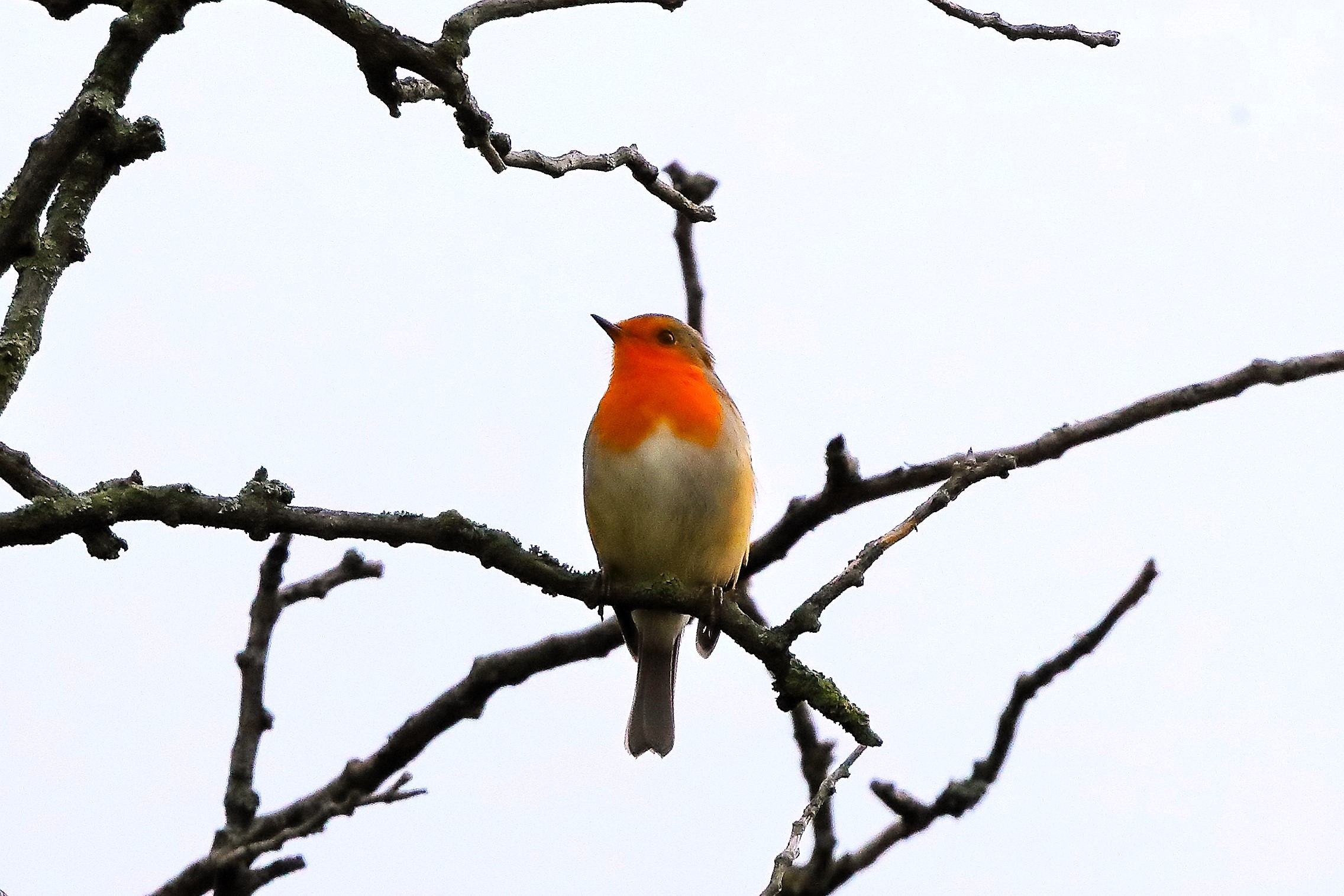 Robin 31-10-2023