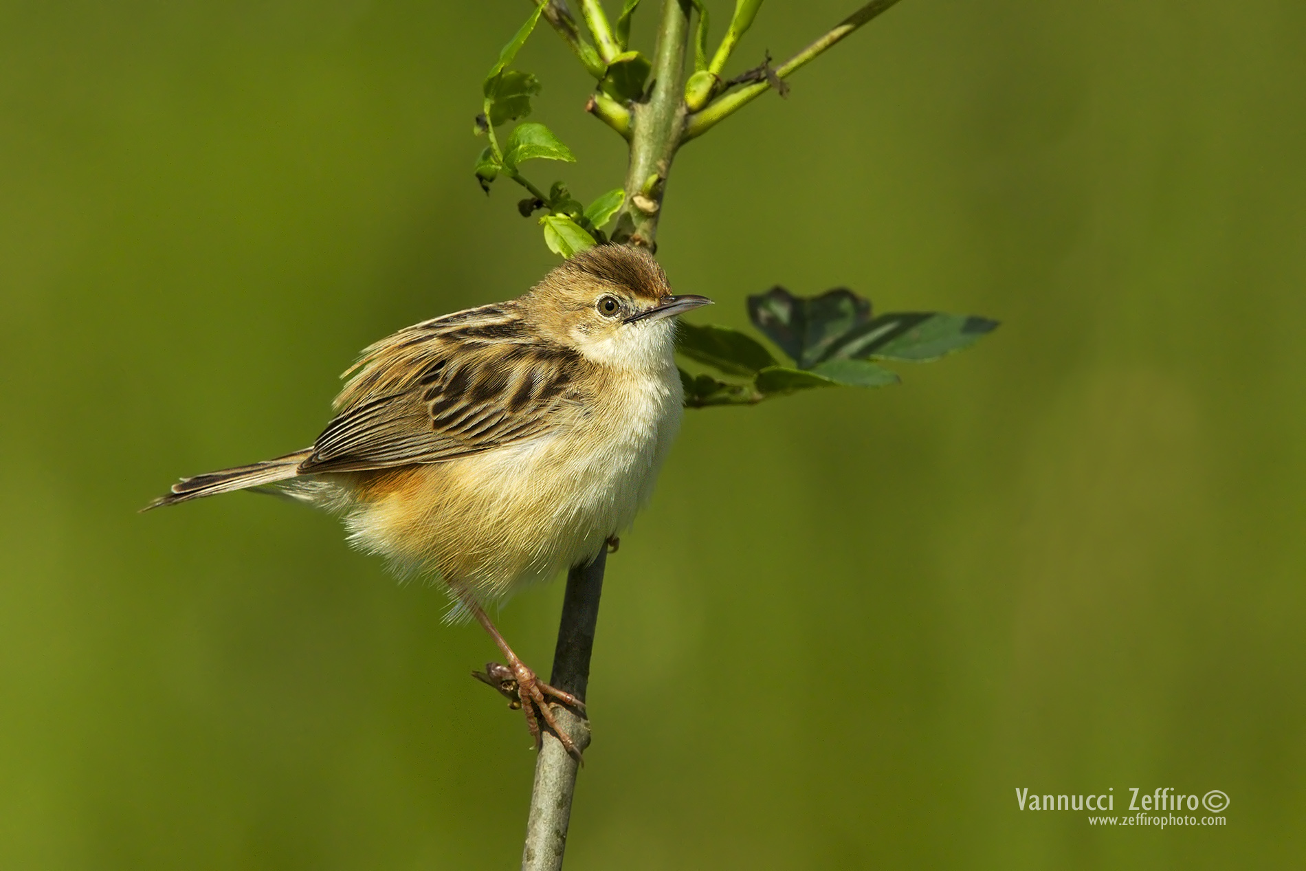 Beccamoschino ambientato